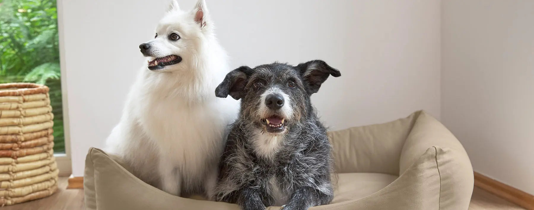 Der perfekte Ruheplatz für deinen Hund PALOPA