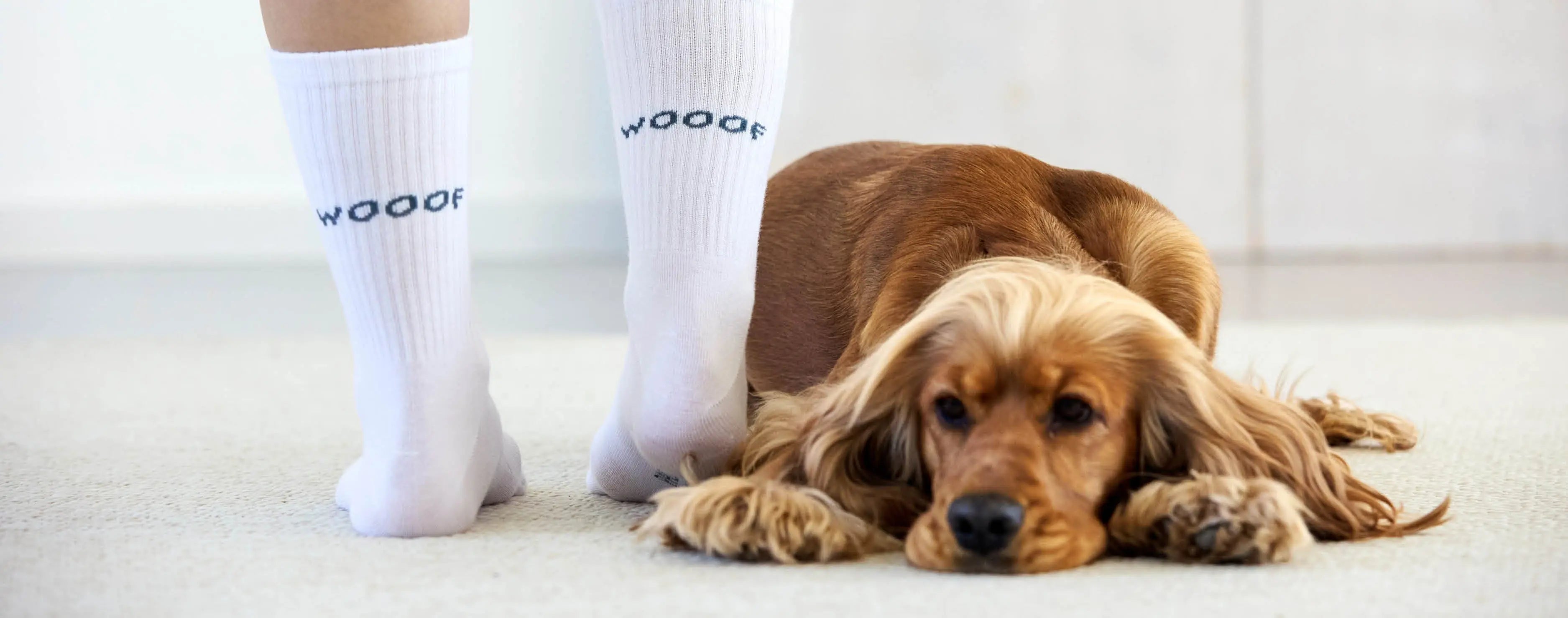 Die-besten-Hitzetipps-für-deinen-Hund PALOPA