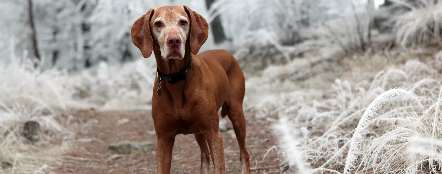 Woran erkenne ich, dass mein Hund friert? PALOPA