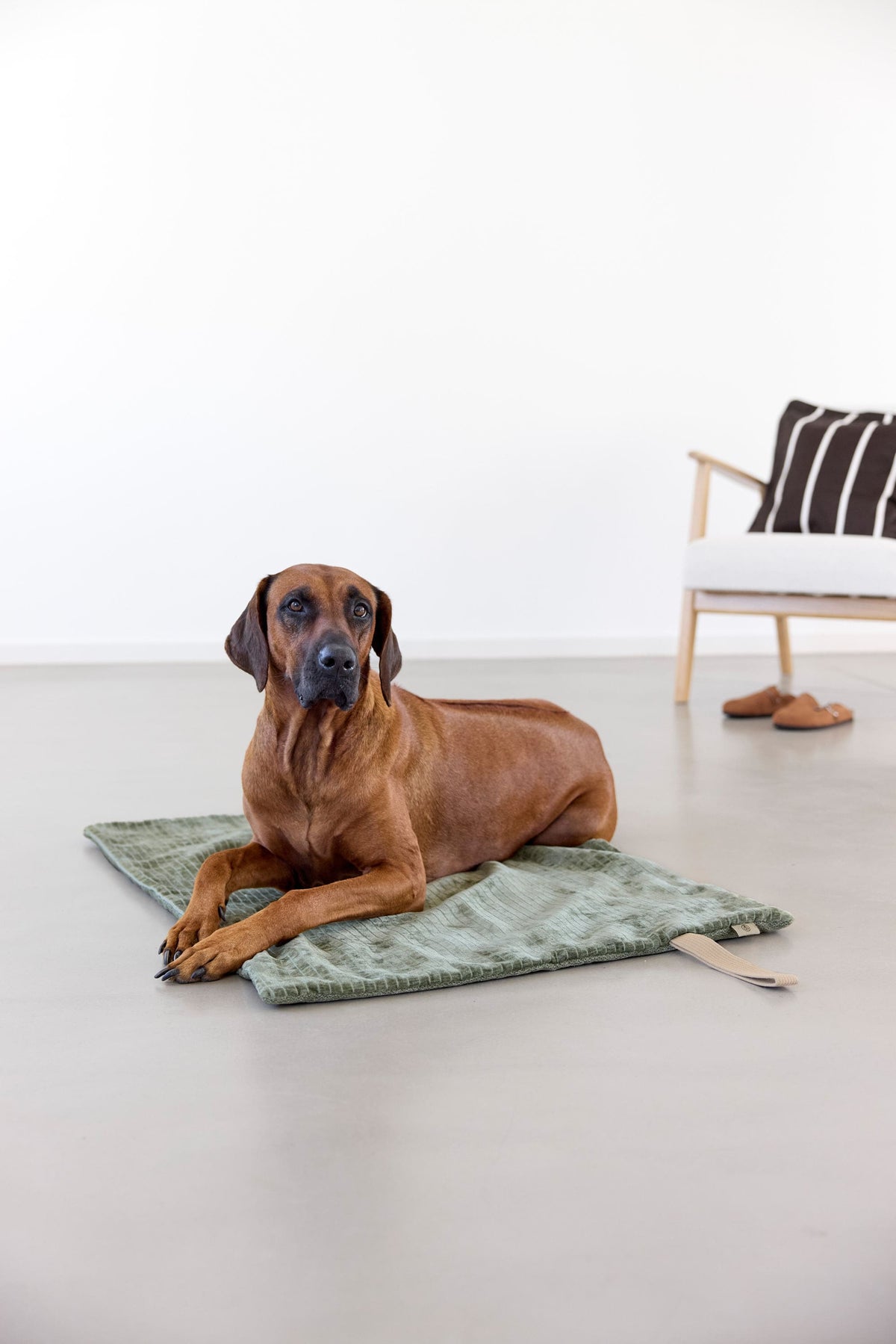 Hundematte to Go - Tela