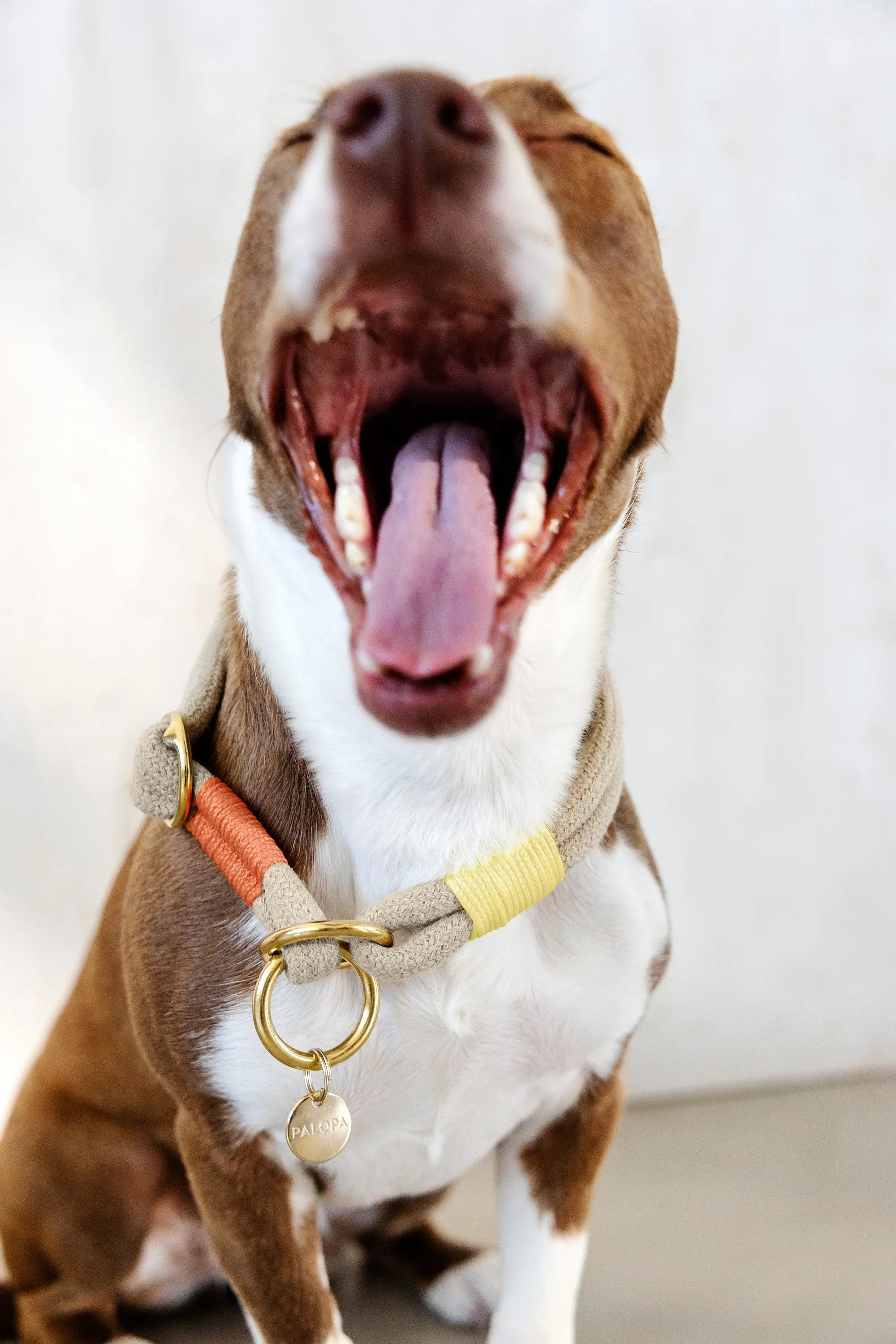 Collier pour chien Slim - Mila, orange fluo naturel