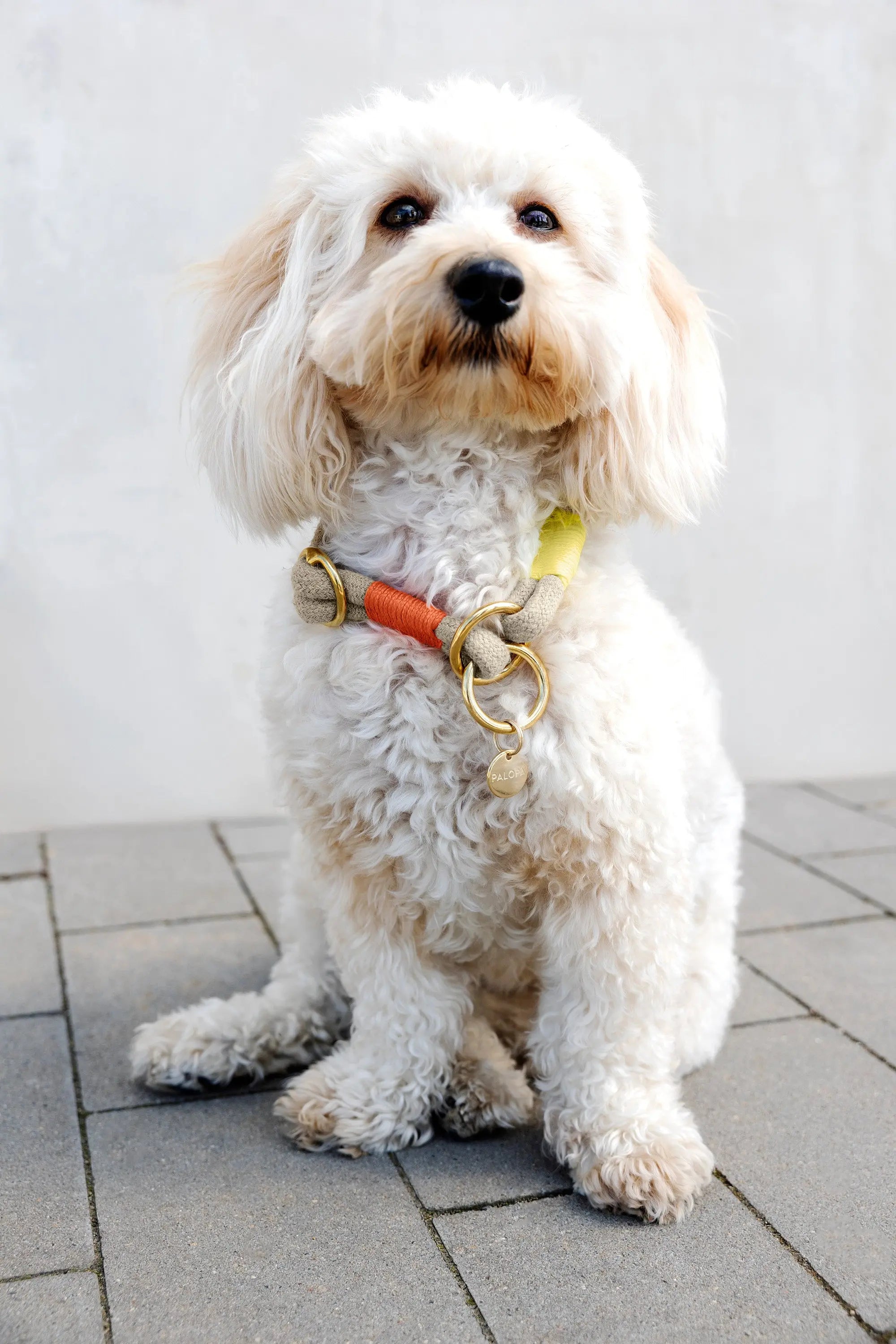 Collier pour chien Slim - Mila, orange fluo naturel