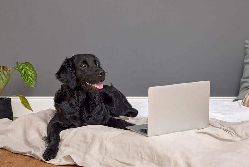 Bürohund Franky vor Laptop