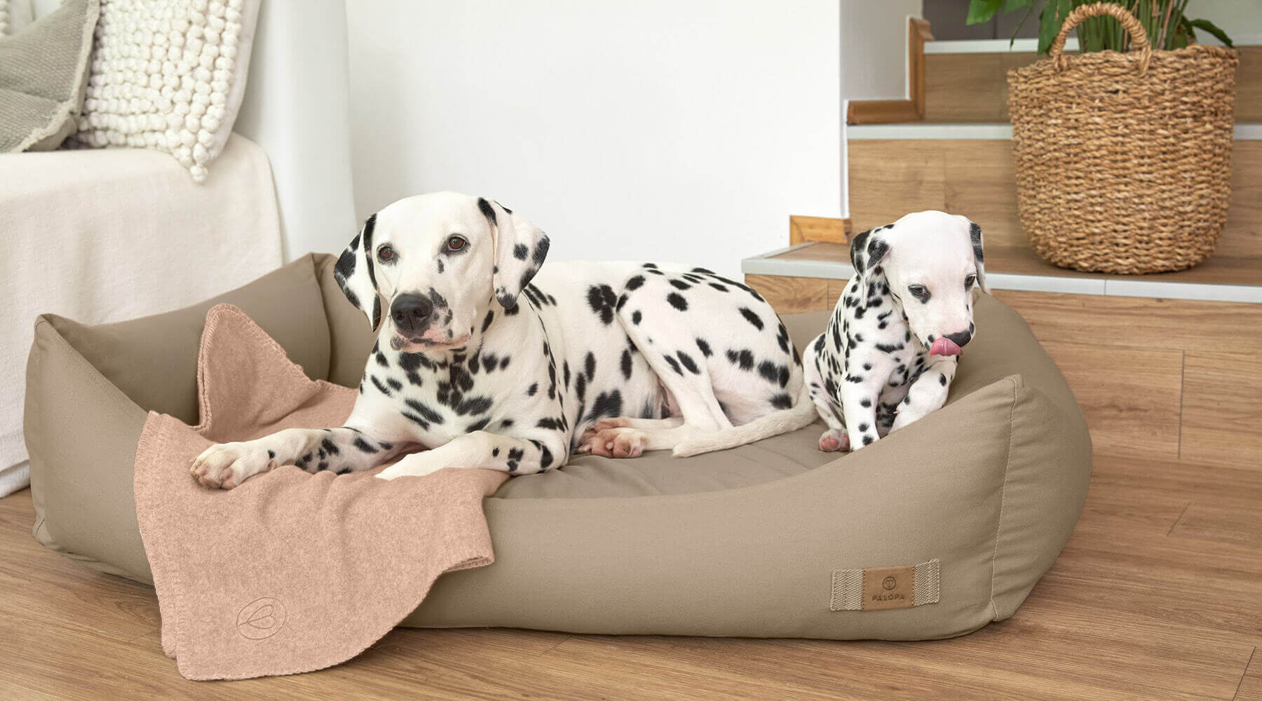 Dalmatiner in Hundebett