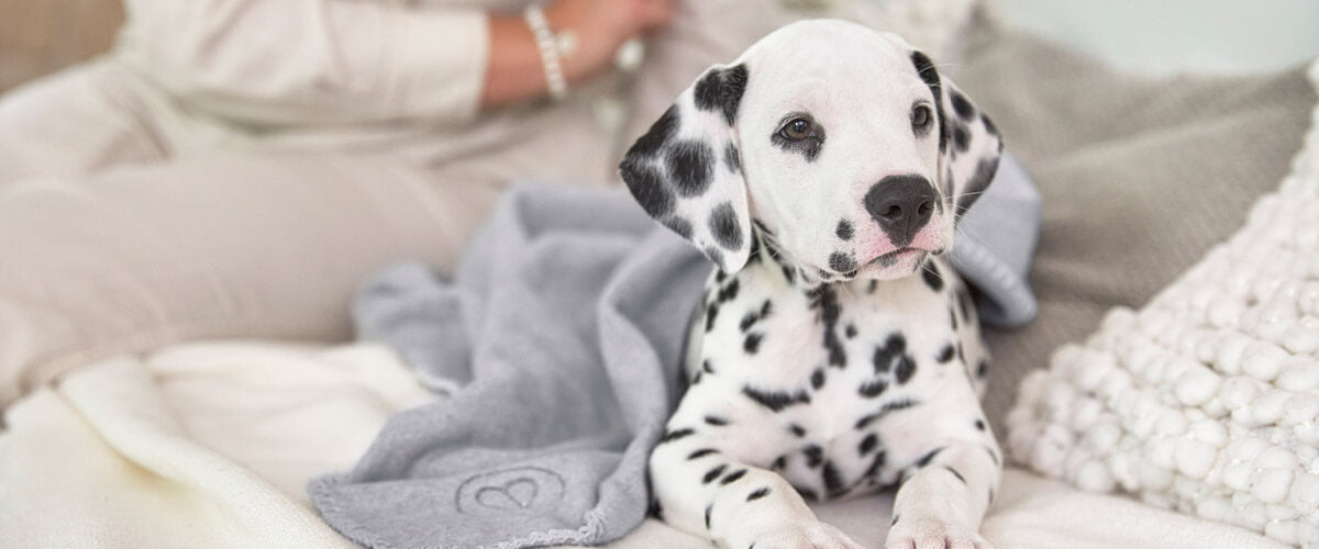 Dalmatiner unter Hundedecke