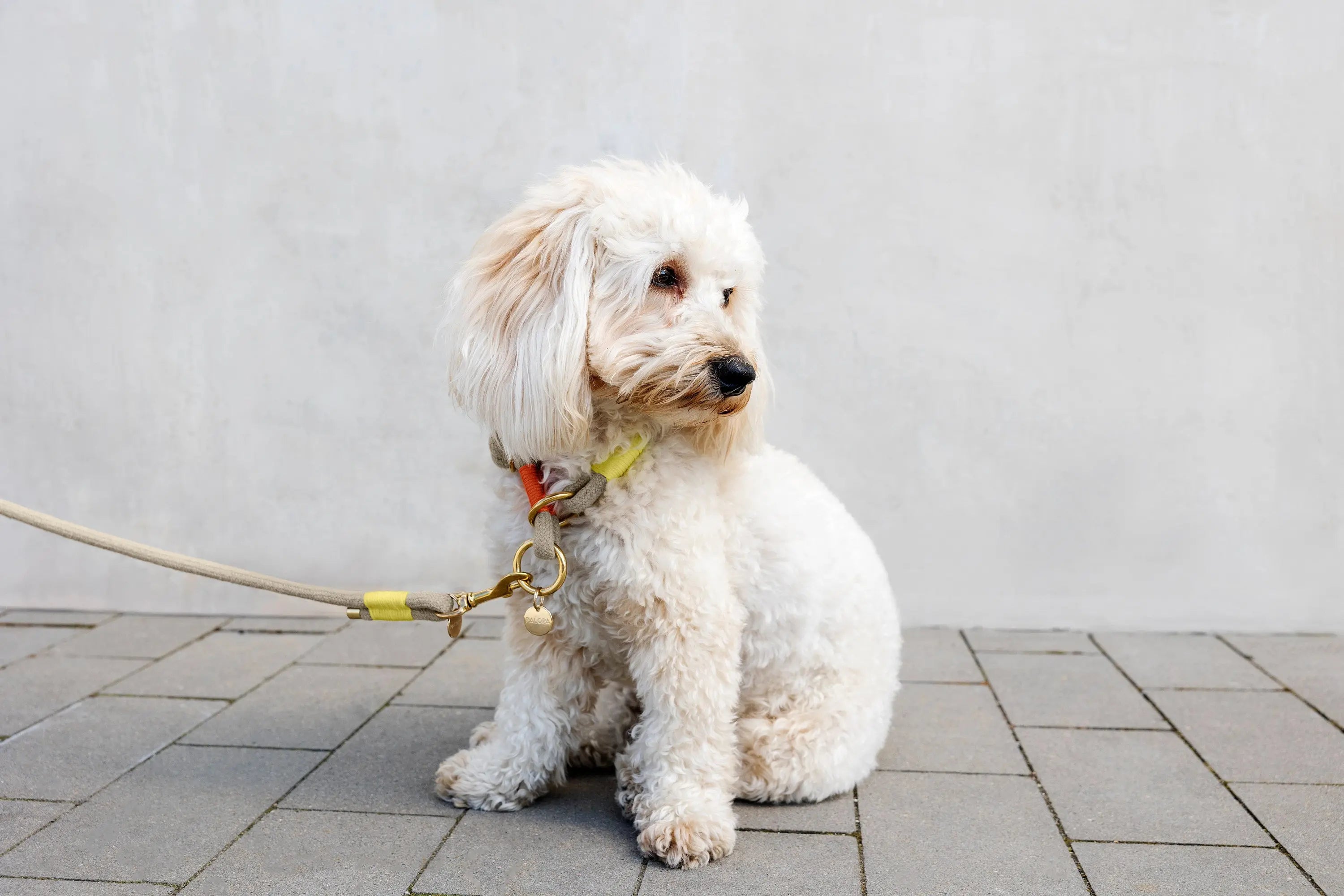 Collier pour chien Slim - Mila, orange fluo naturel