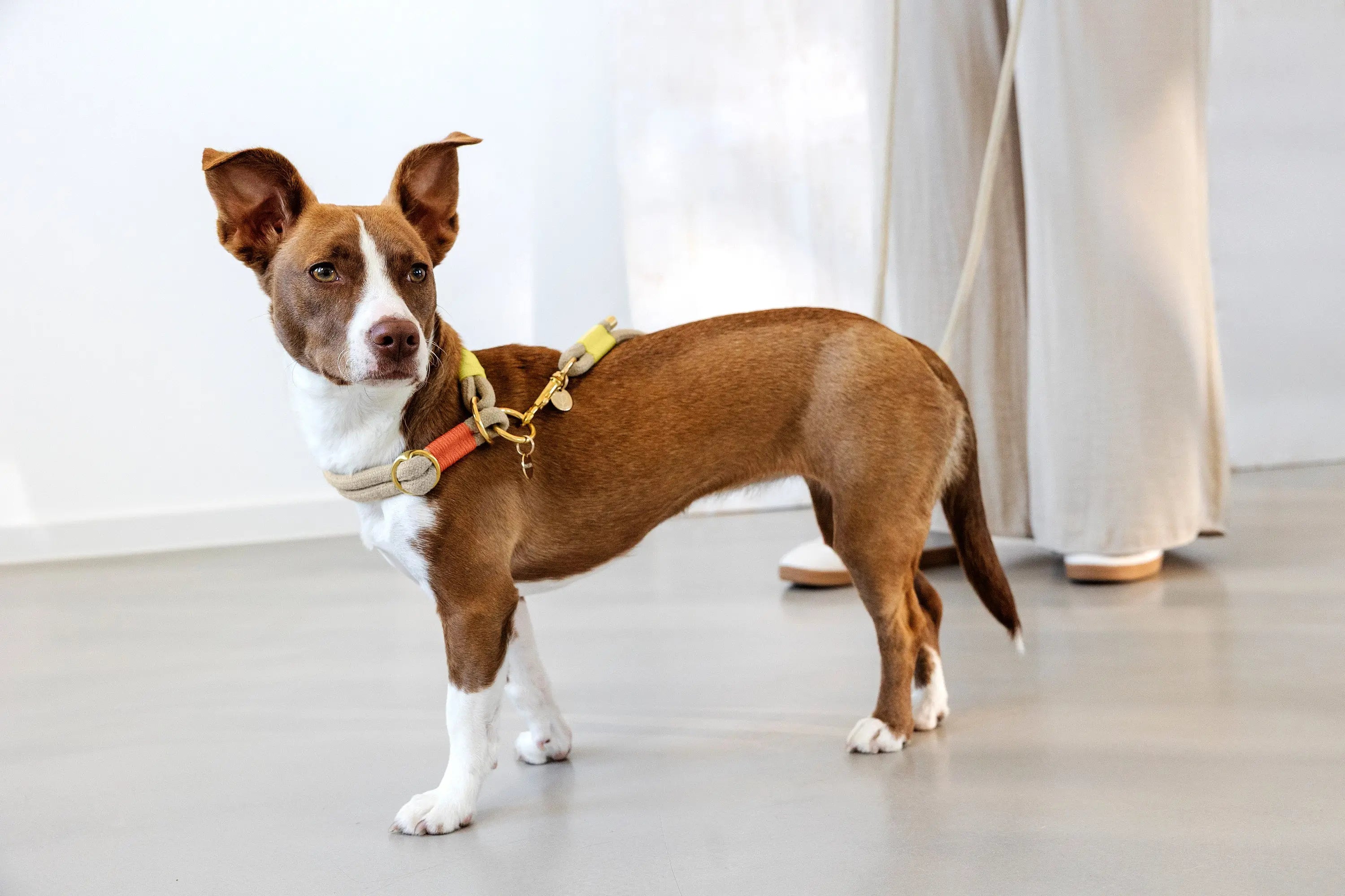 Dog leash Slim - Mila, natural neon orange