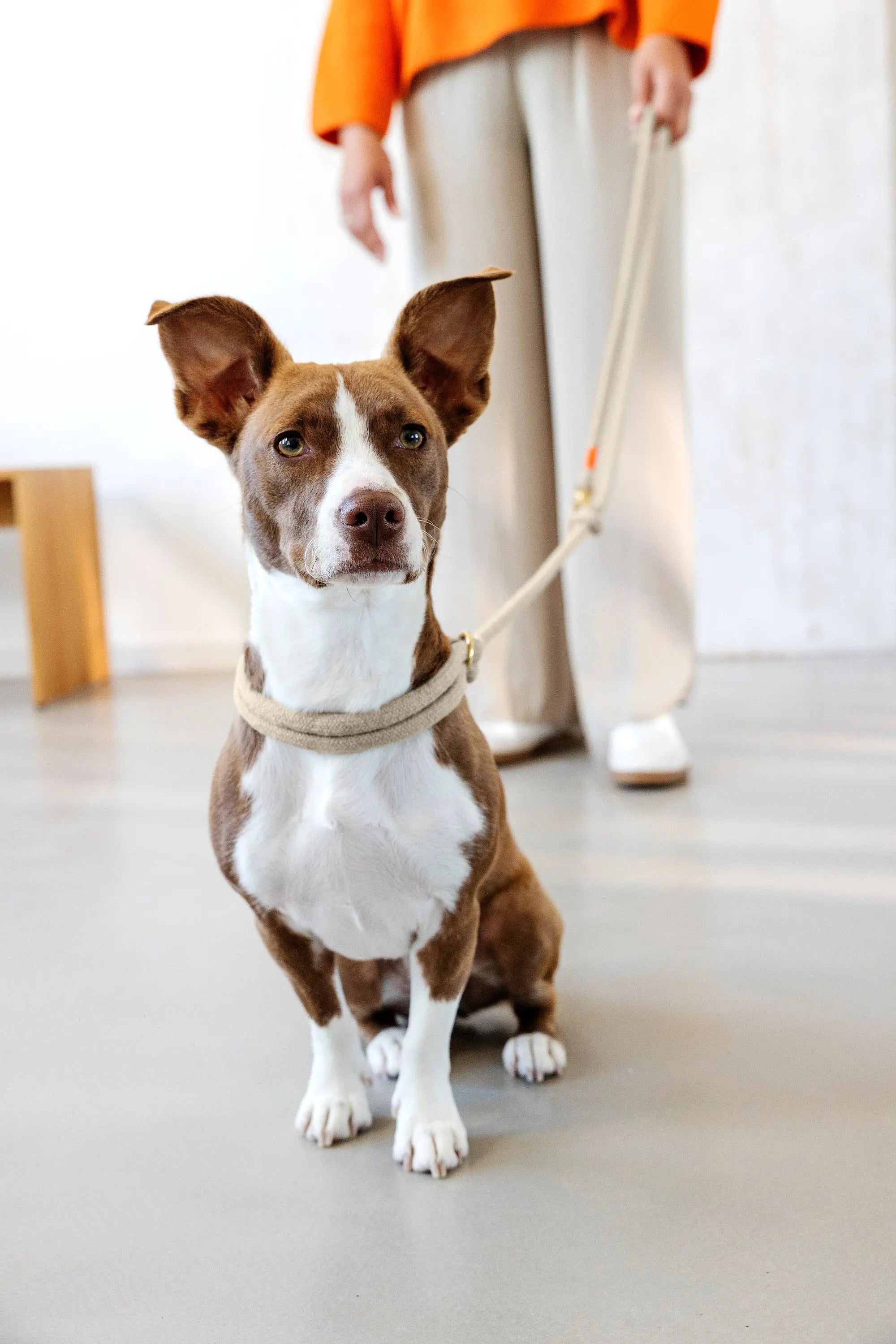 Dog leash Slim - Mila, natural neon orange