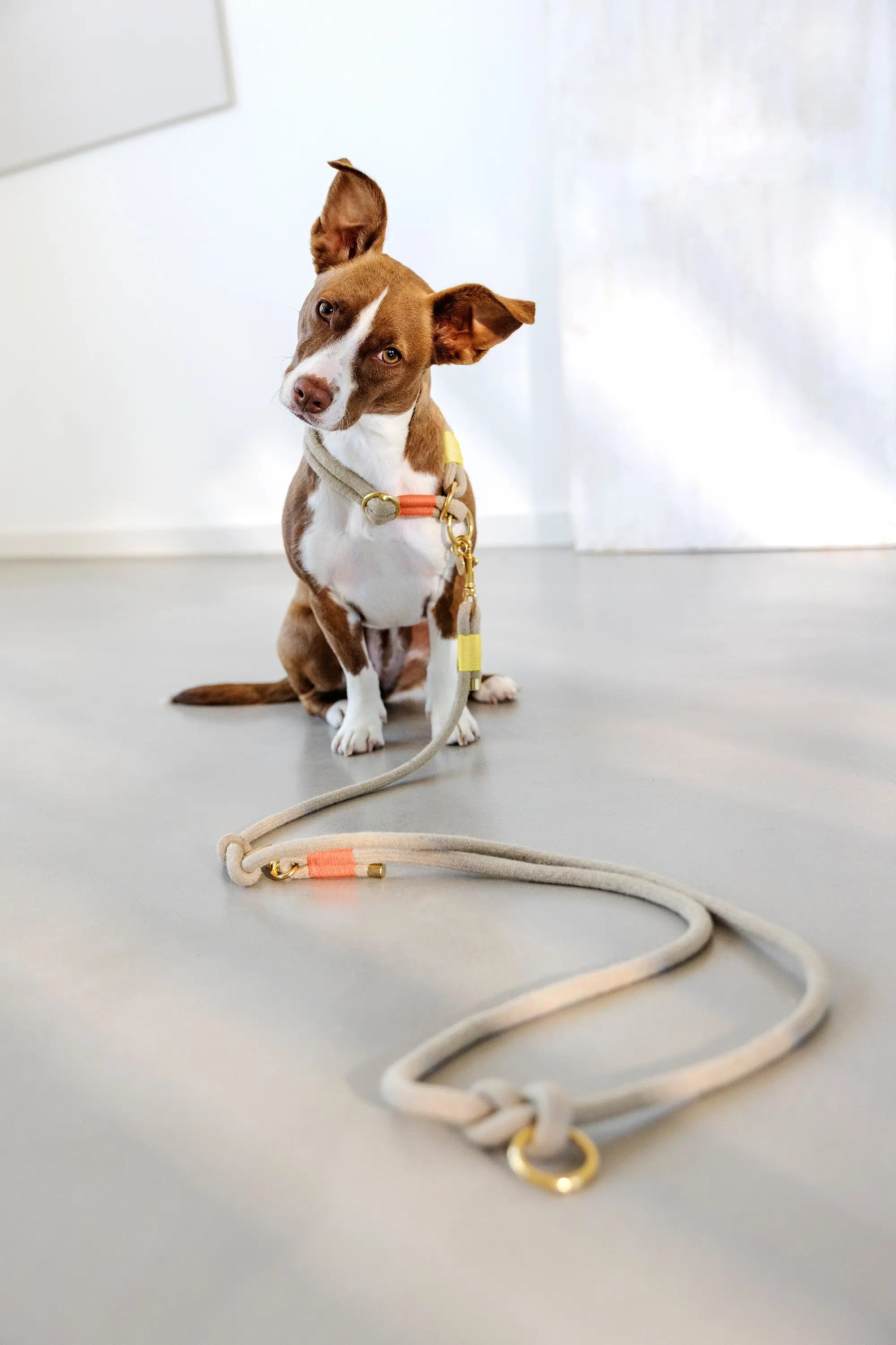 Collier pour chien Slim - Mila, orange fluo naturel