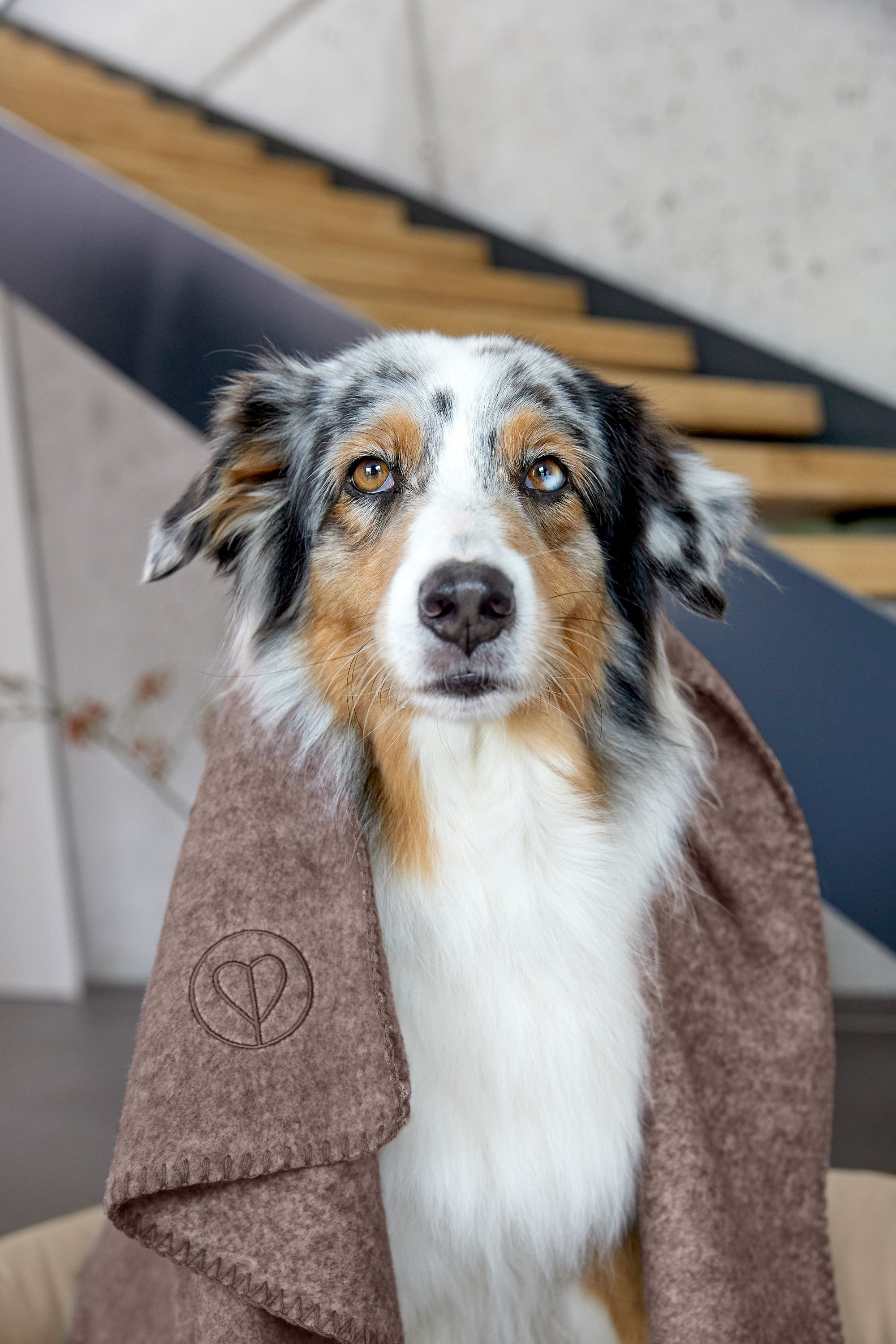 Hundedecke M - Mathilda, Walnuss