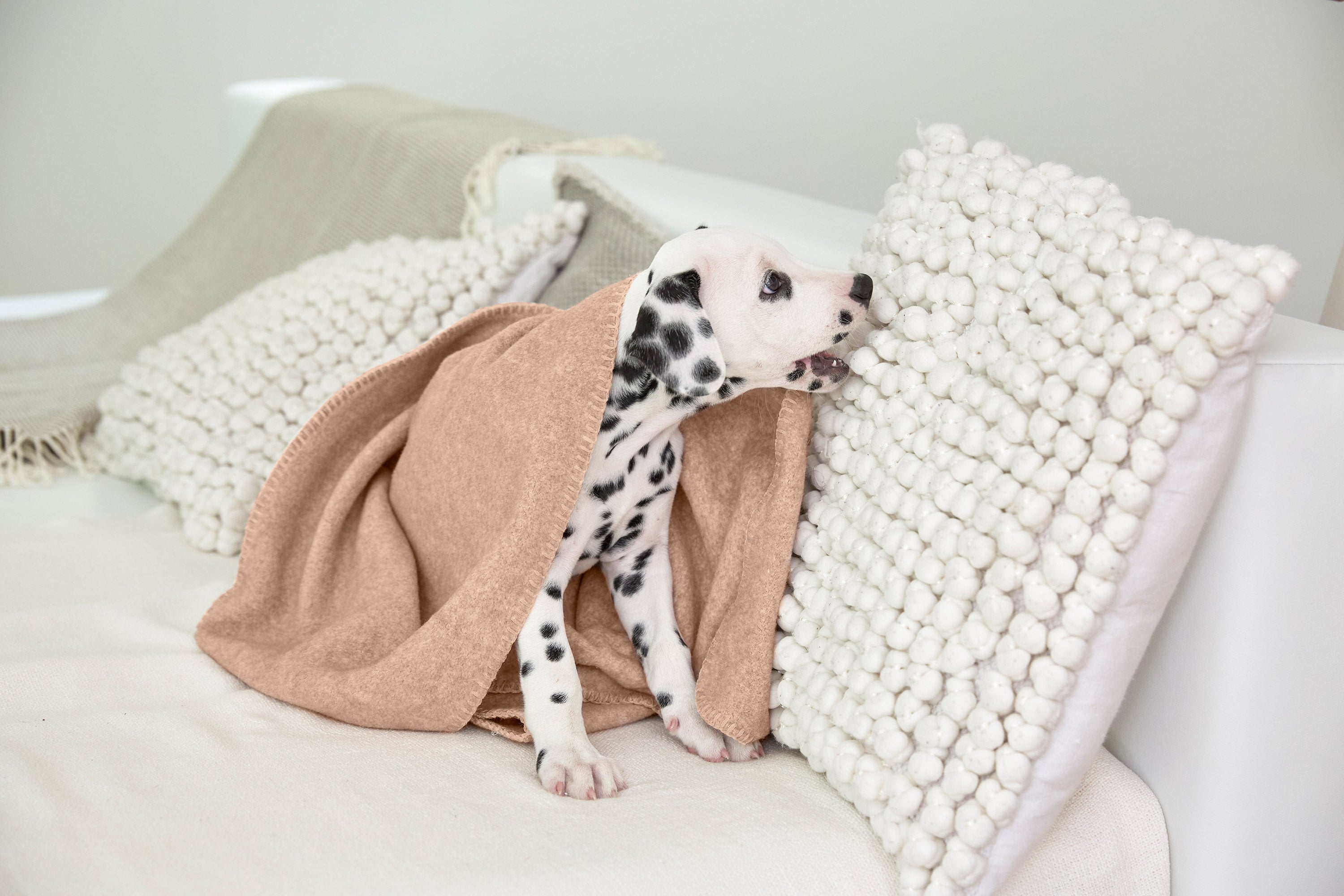 Hundedecke M - Mathilda, Ahorn