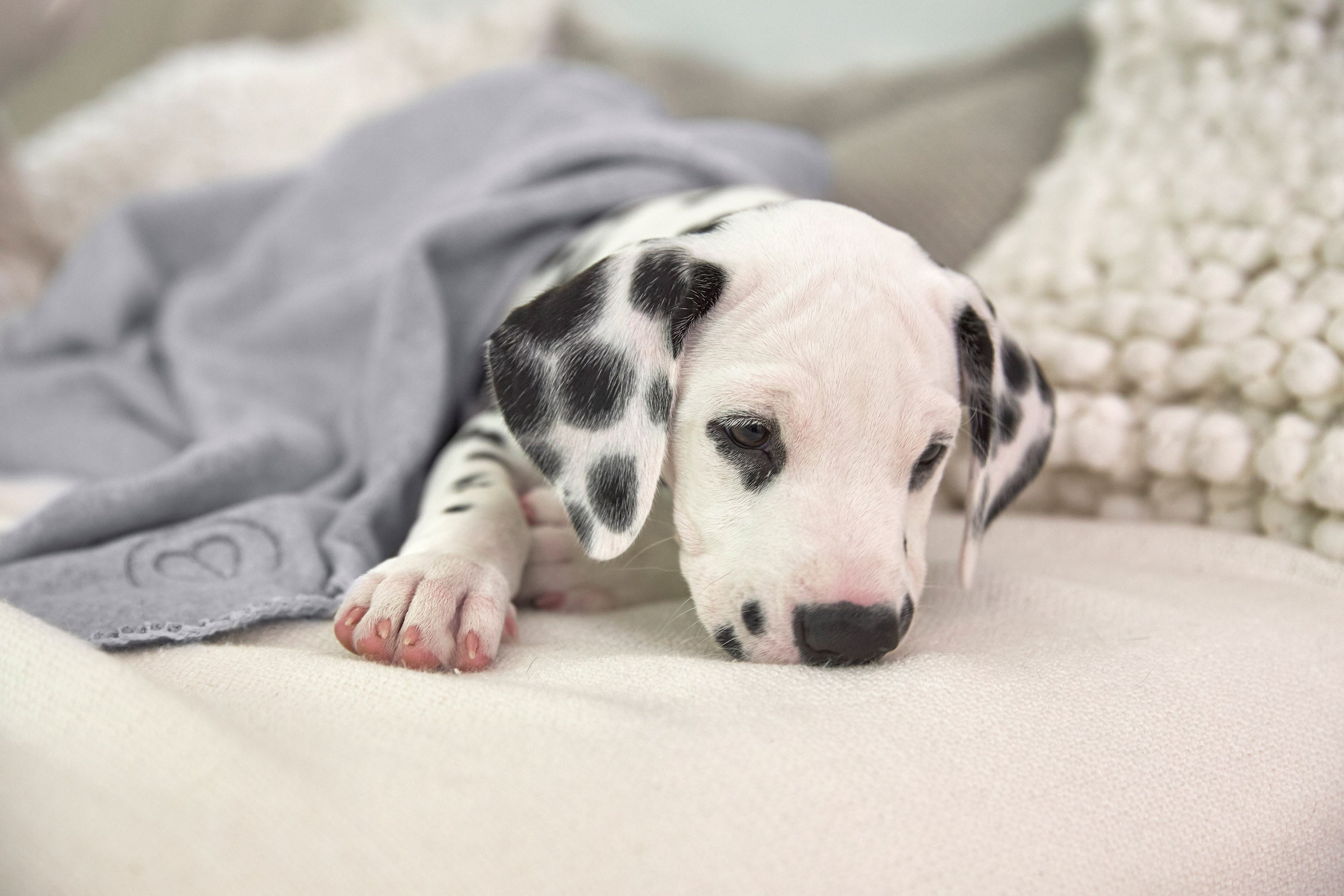 Hundedecke Mathilda stone M