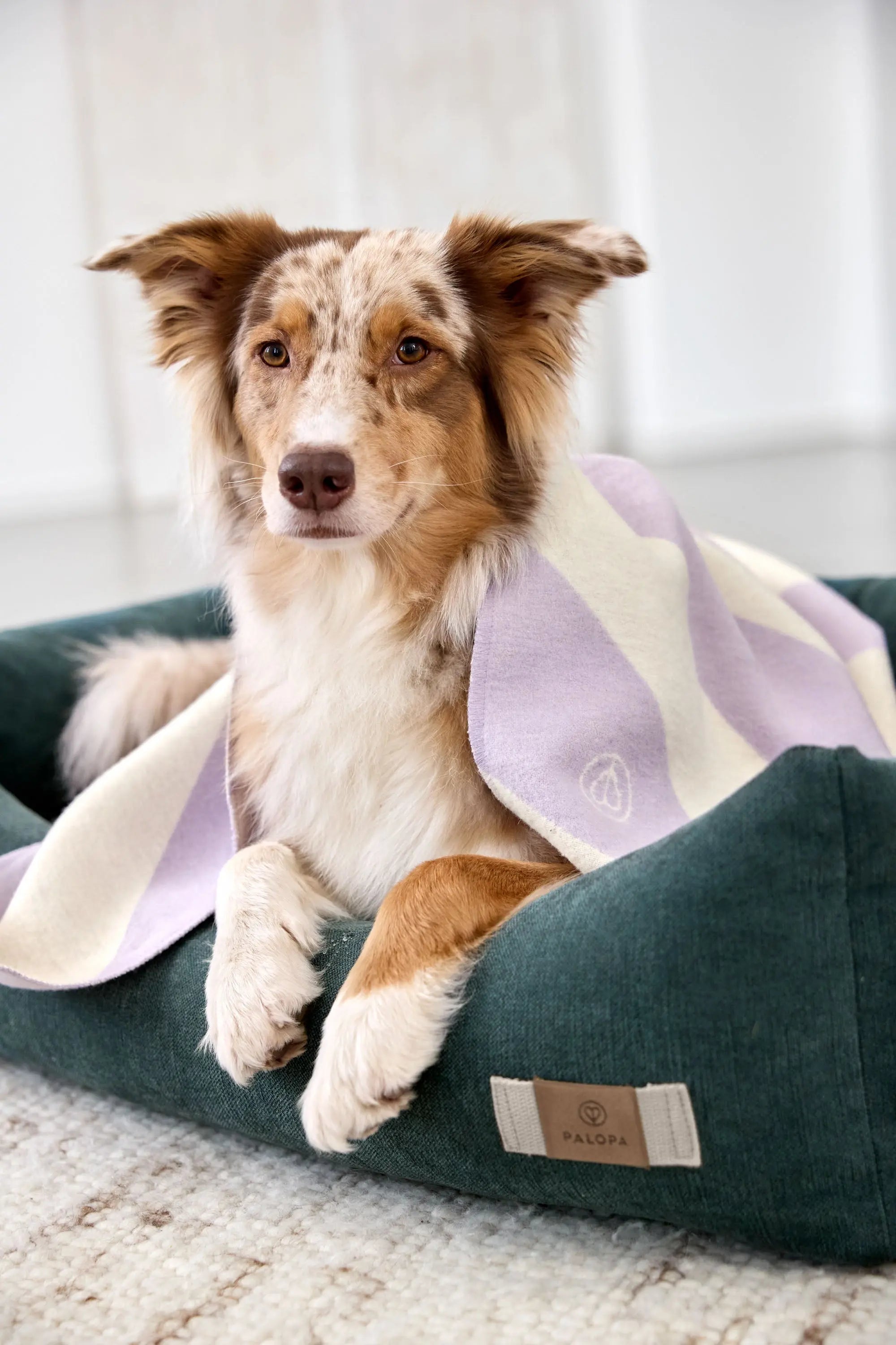 Cotton Dog Bed - Fred, Dark Green