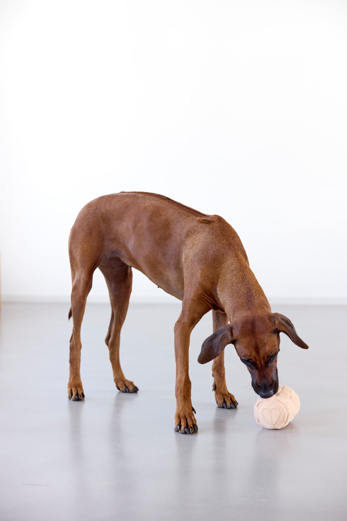 Hundespielzeug - Kalpi - PALOPA