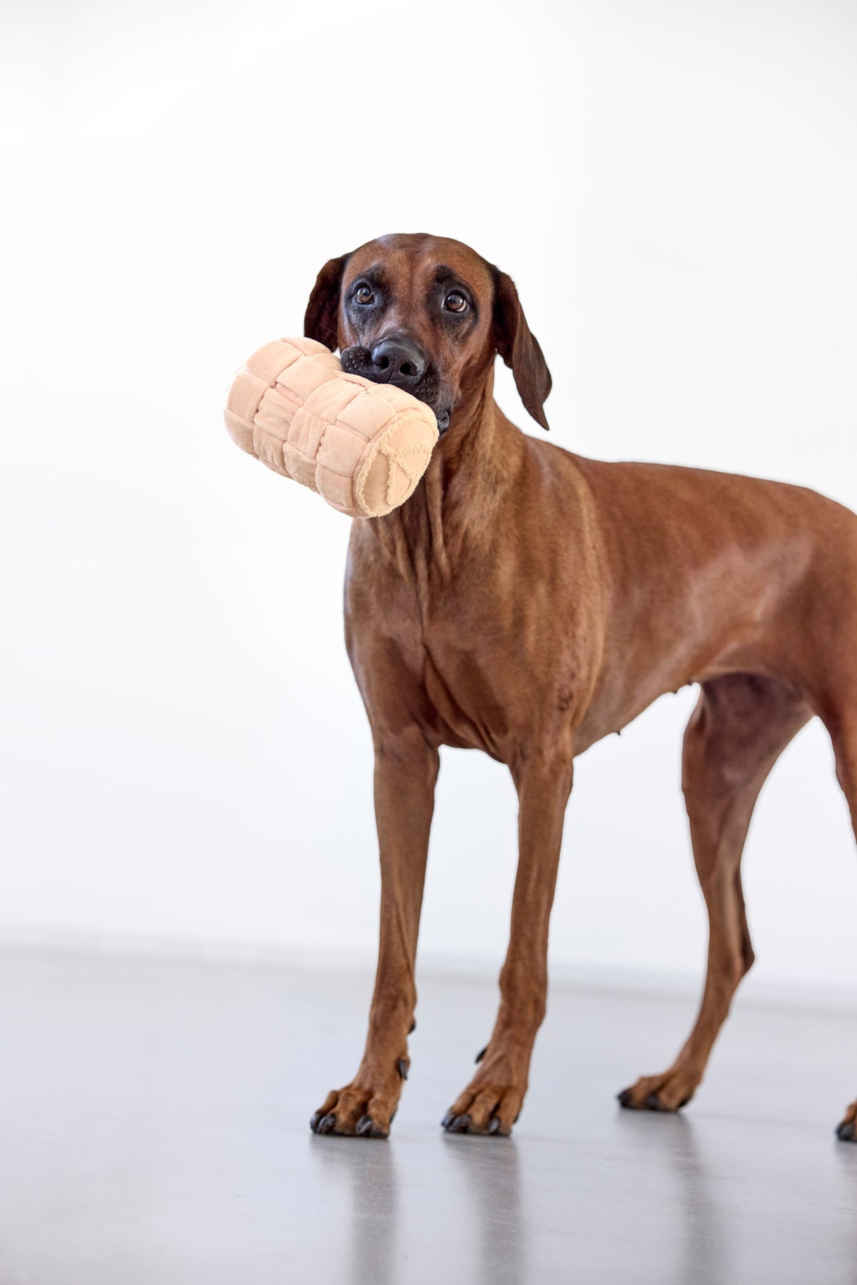 Hundespielzeug - Kalpi - PALOPA