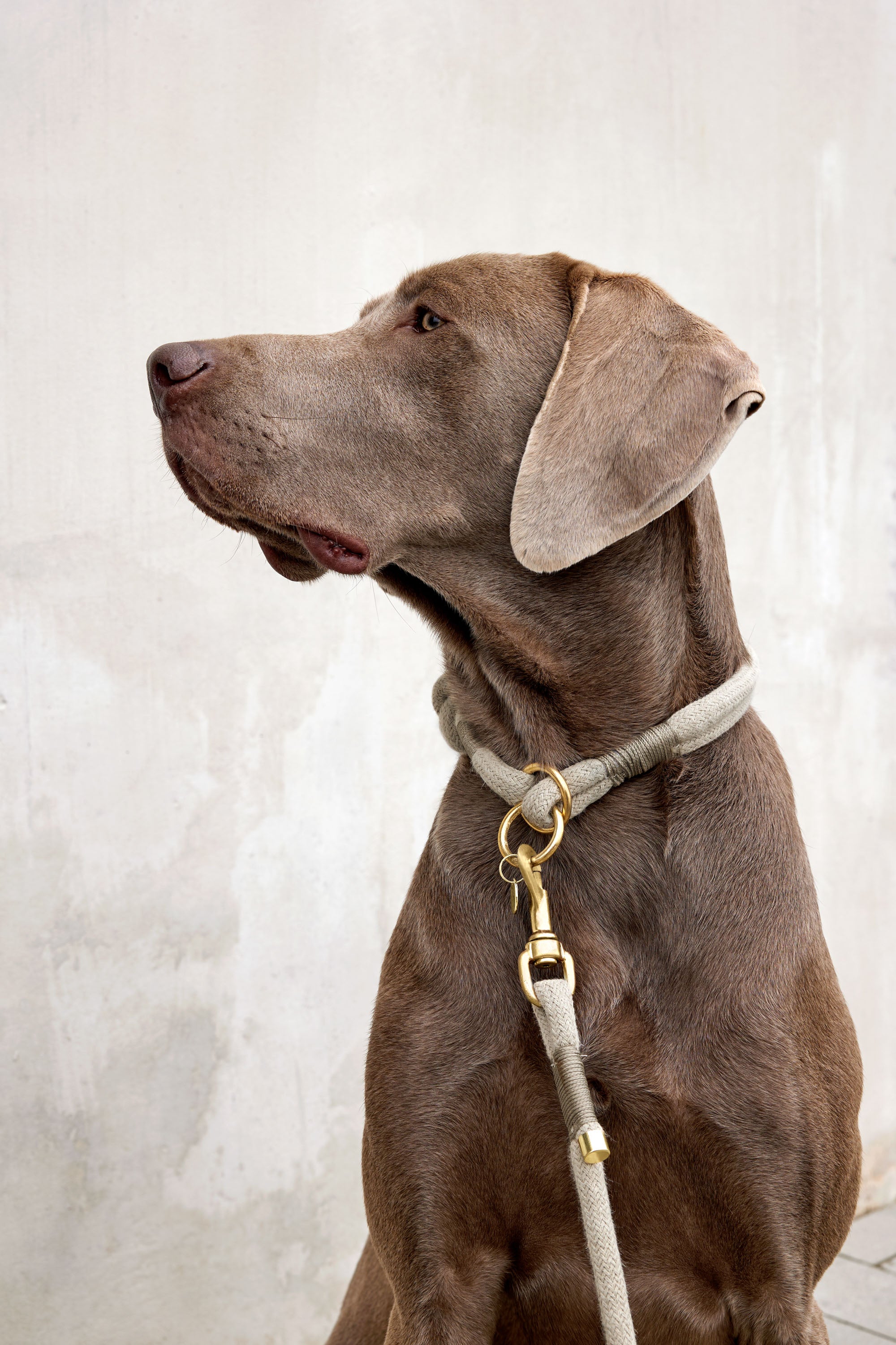 Hundehalsband geflochten - Mila, Natur