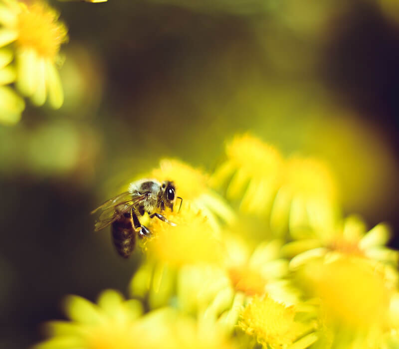 Biene auf Blüte 