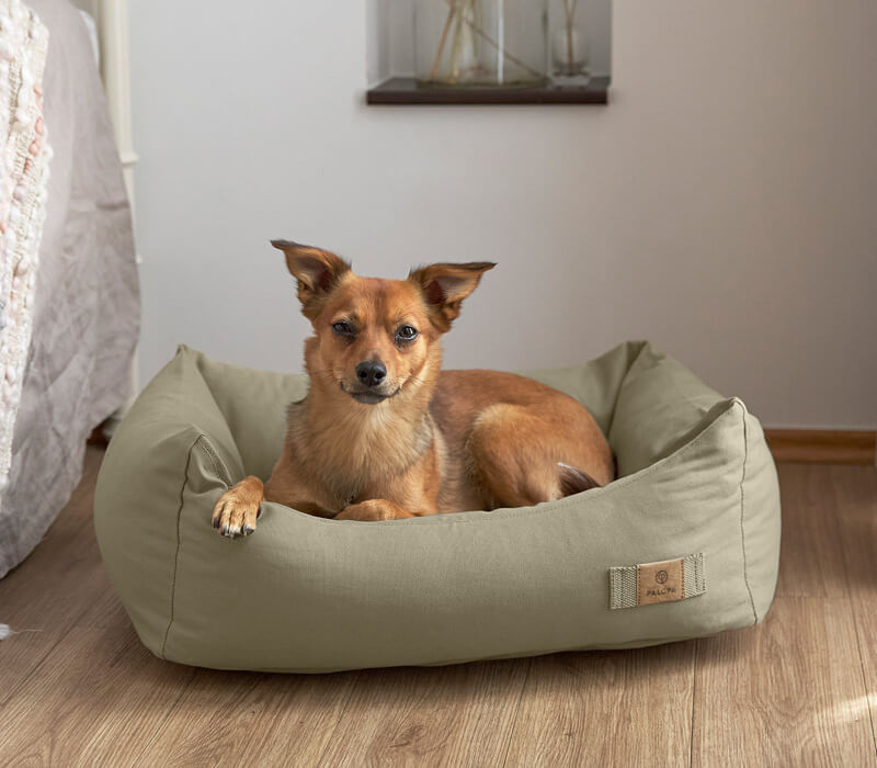 Hund in Hundebett oliv