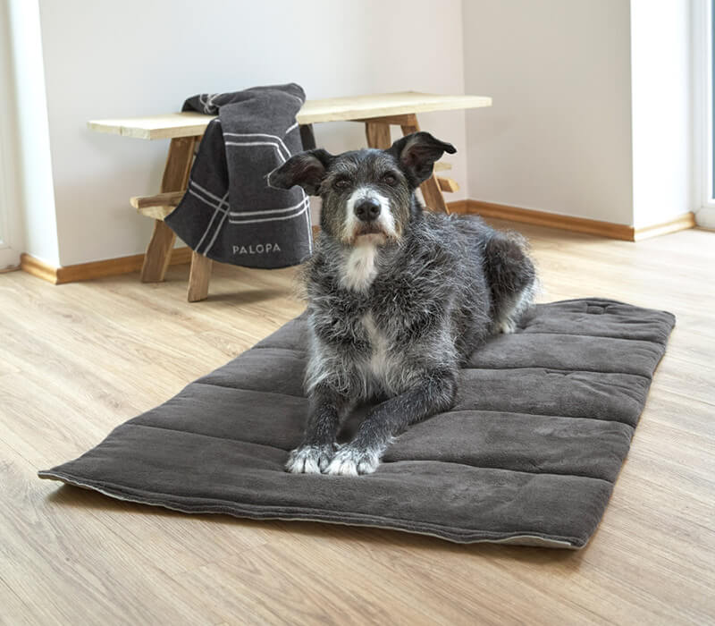 Hund auf Hundematte anthrazit