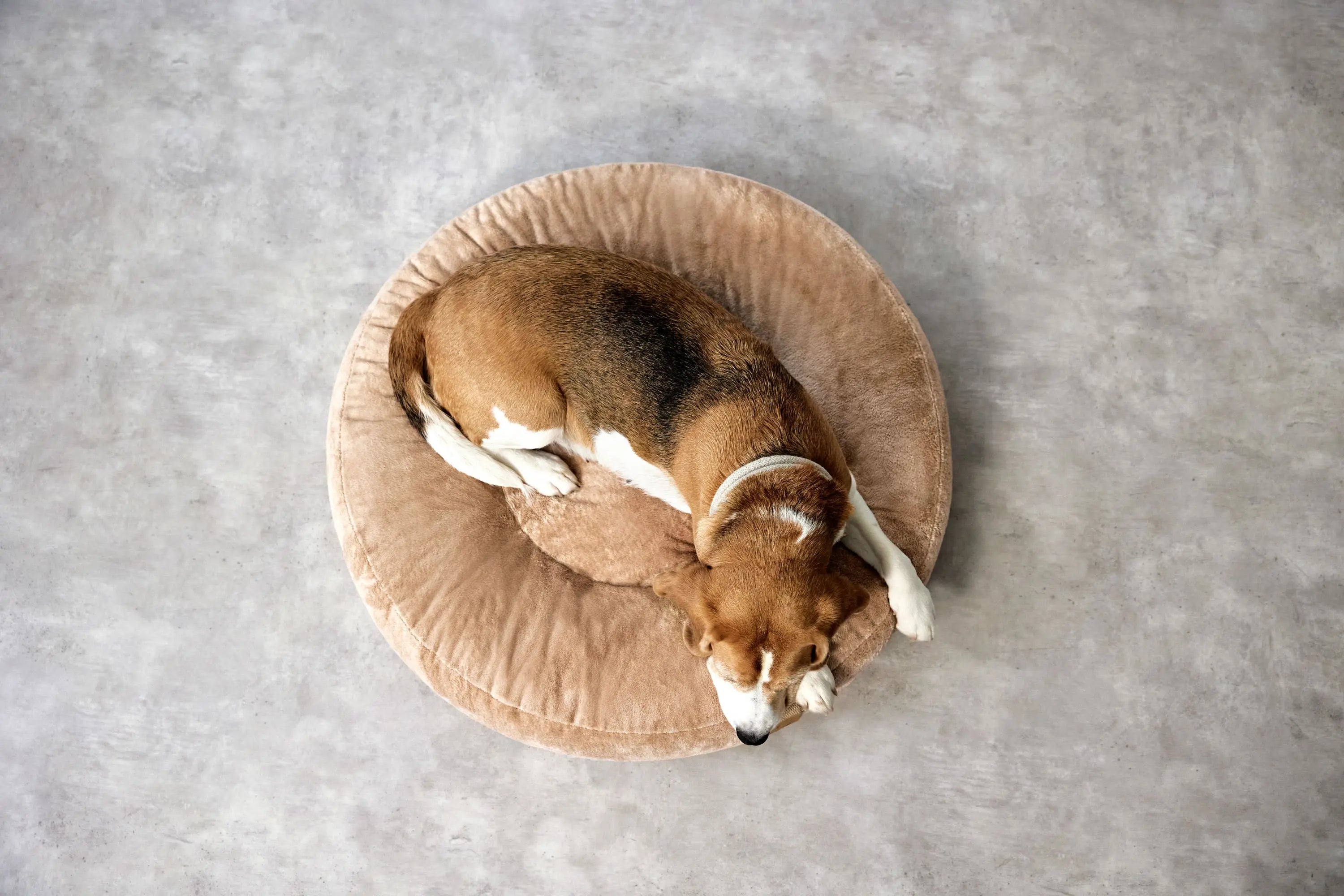 Hundebett Rund - Fippa, Humus Lässig