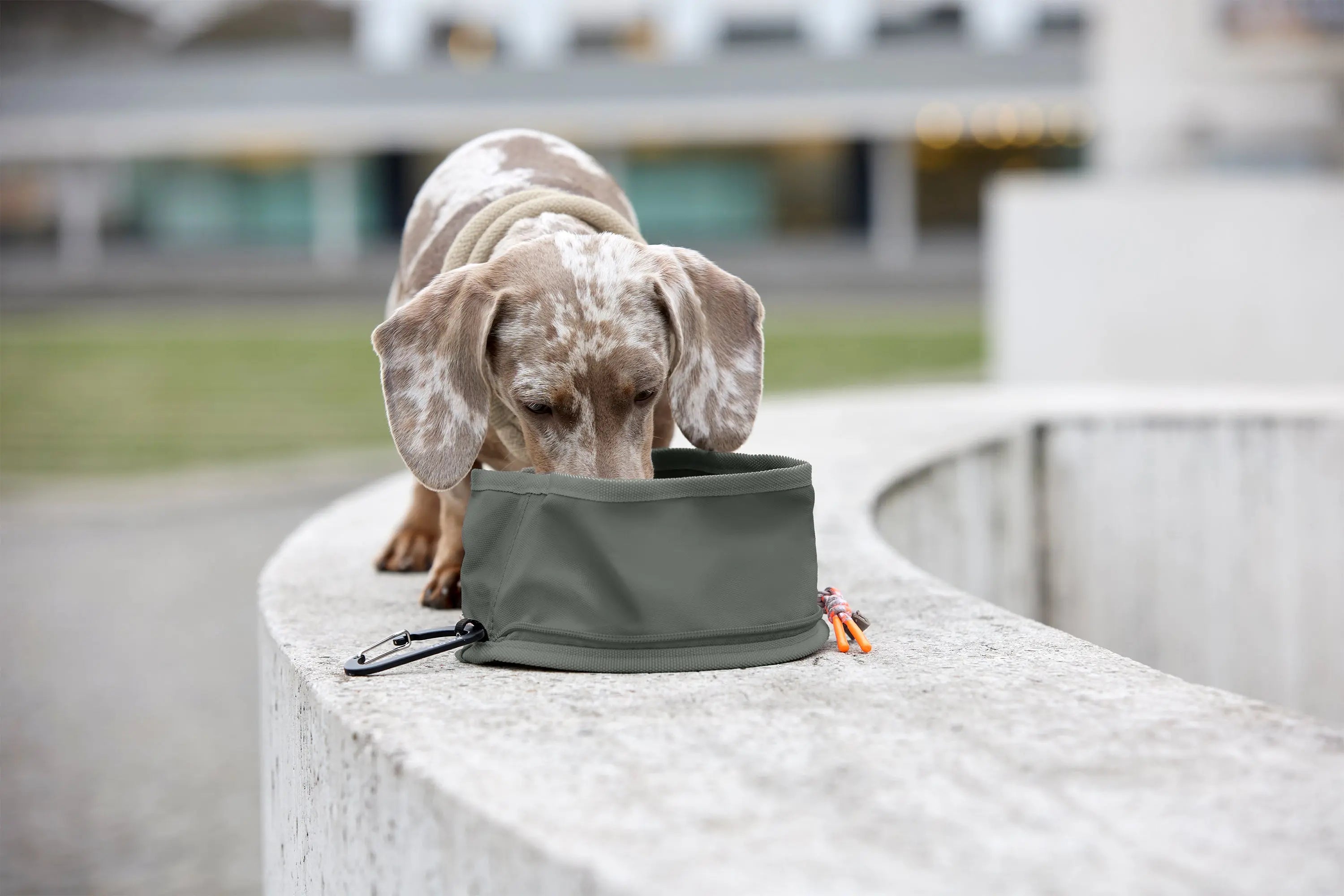 Hundenapf zum Mitnehmen - Tura, Dunkelgrün PALOPA