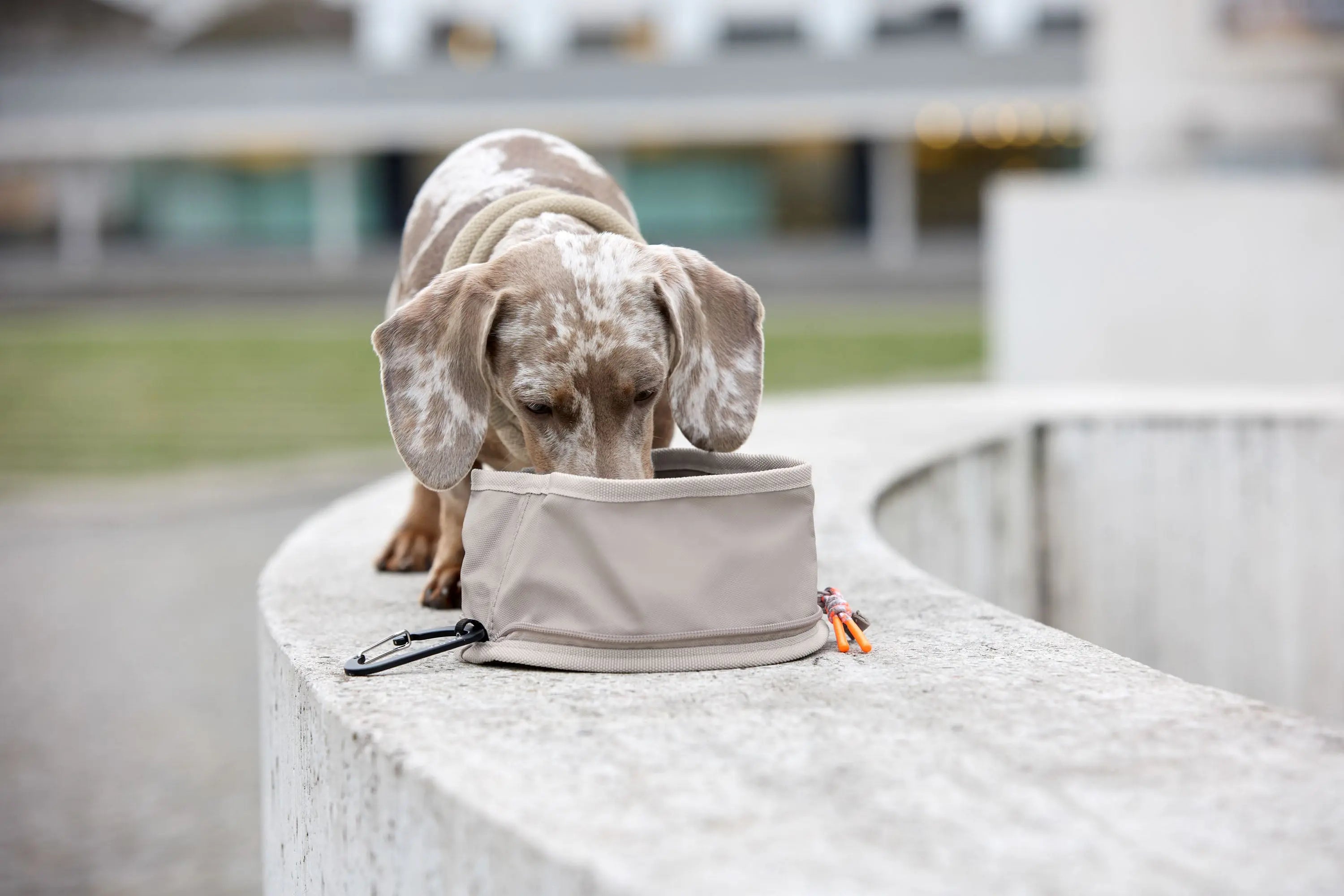 Hundenapf zum Mitnehmen - Tura, Taupe Lässig