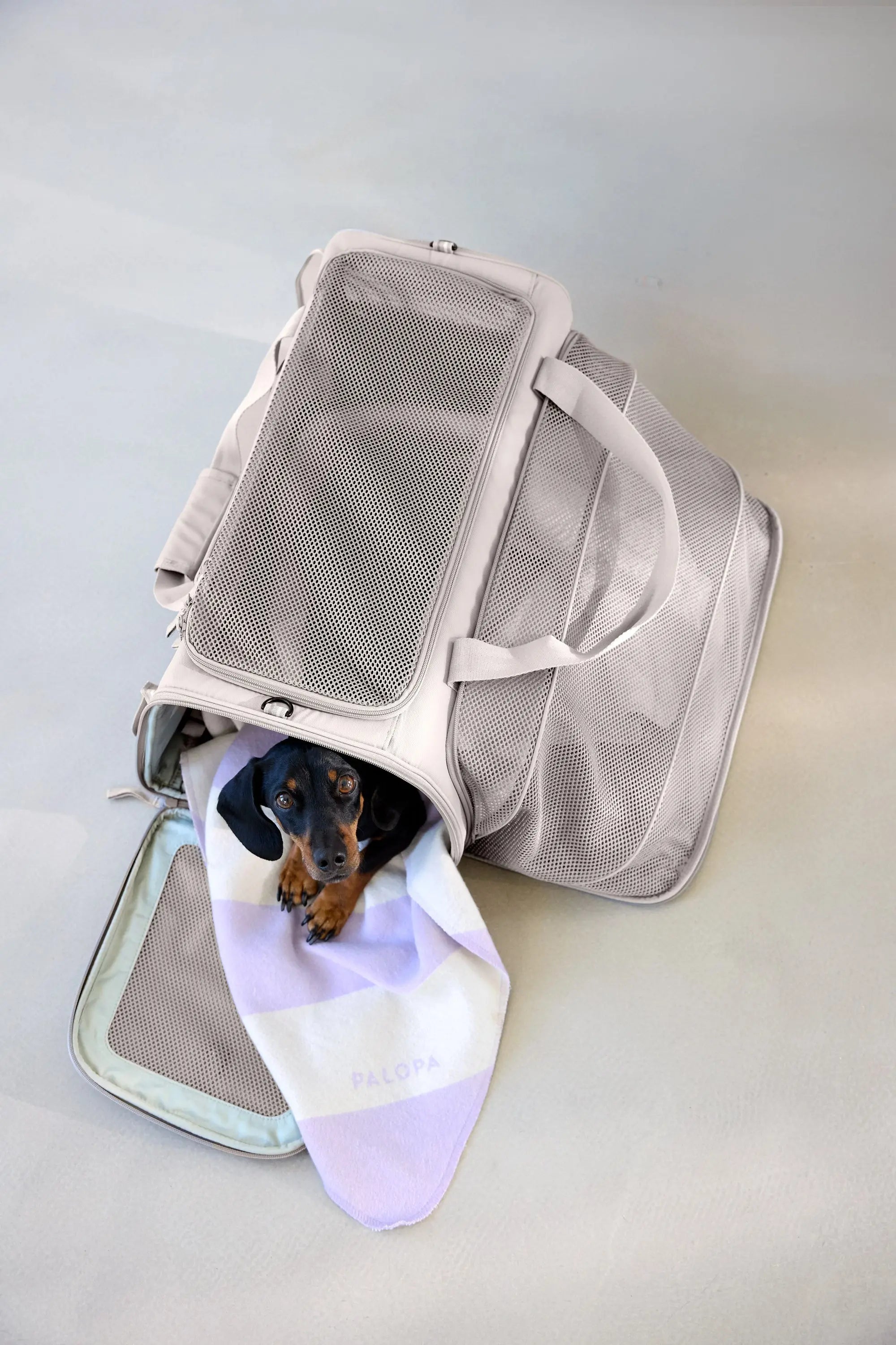Hundetragetasche - Benno, Taupe PALOPA