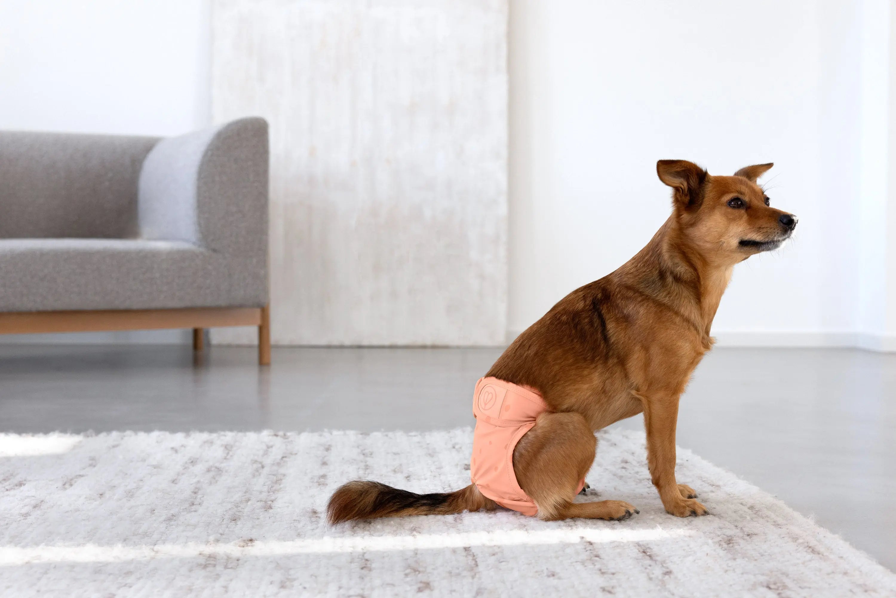 Läufigkeitshose, Hundewindel - Glan, Peach PALOPA