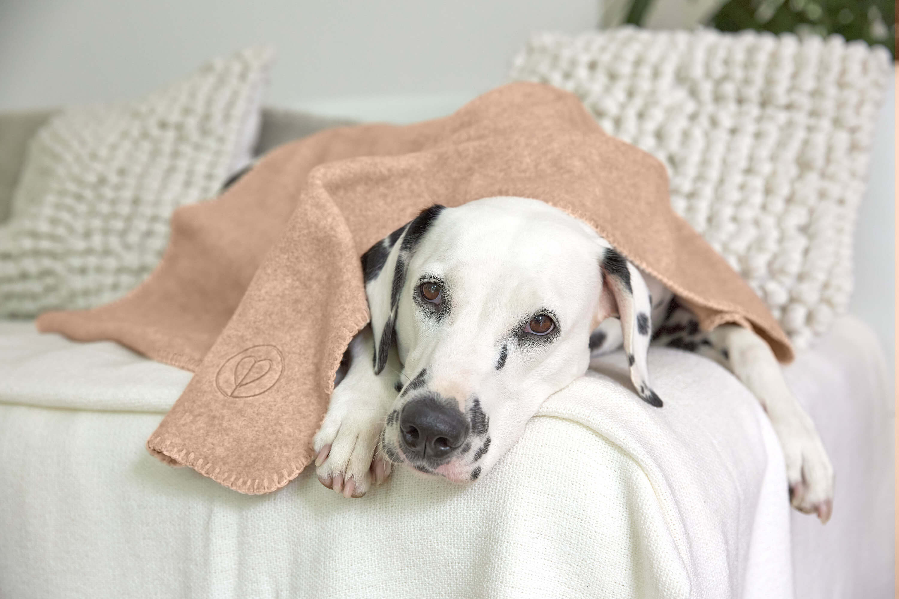 Hundedecke Auto Rückbank - pflegeleicht waschbar ahorn - PALOPA