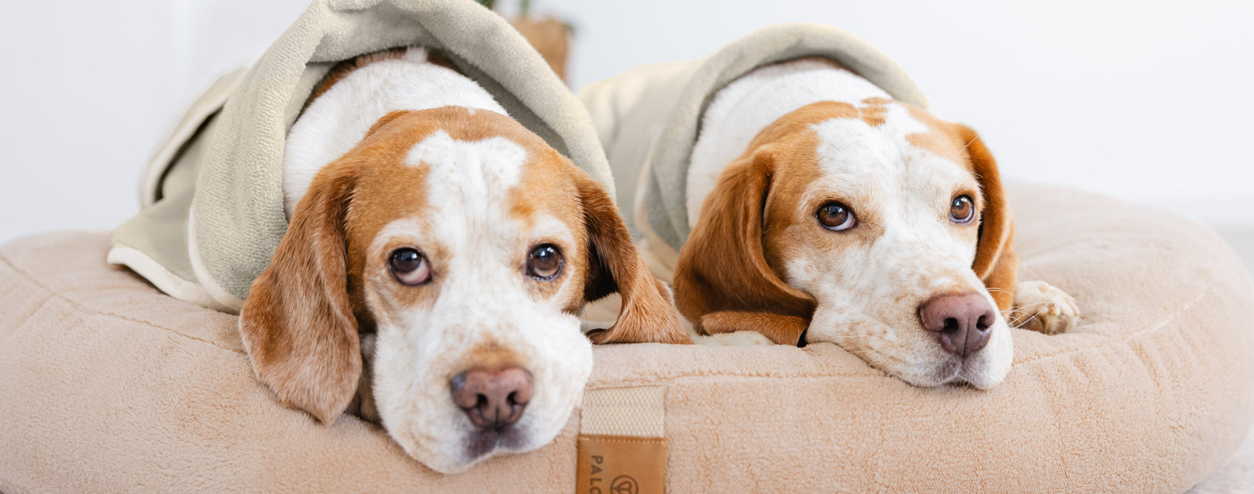 Was tun am World Dog Day? Die besten Tipps für dich und deinen Hund