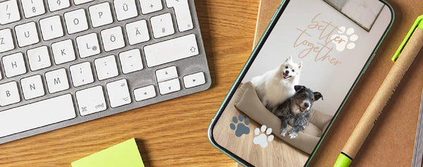 Coole Newsletter Freebies für deine Instagram Stories PALOPA