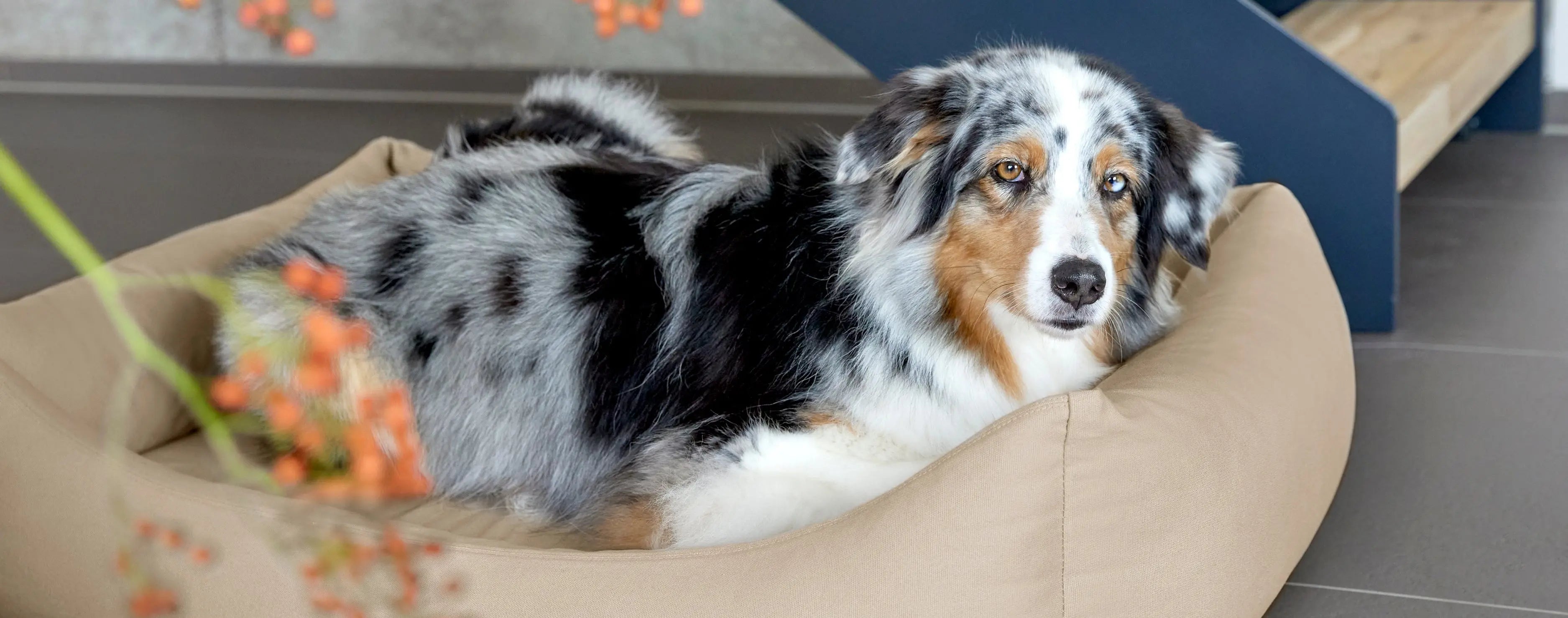 Das-richtige-Hundebett-auswählen PALOPA