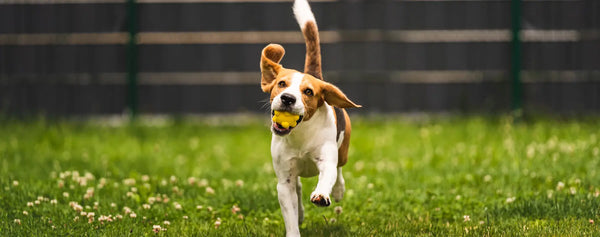 Hundespielzeug: Spiel und Spaß für deinen Hund PALOPA