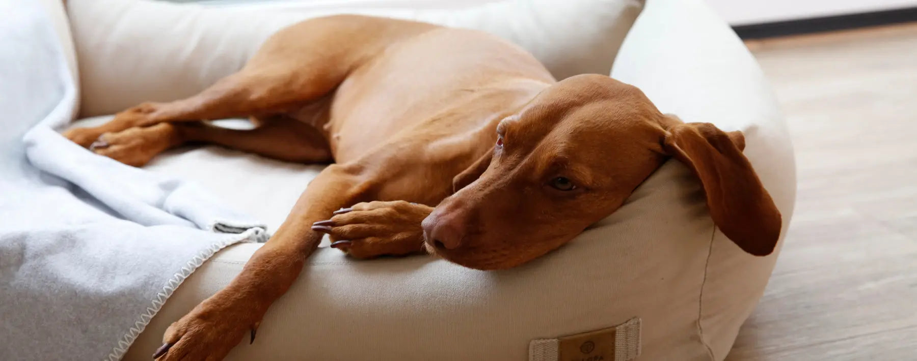 Was du über das Schlafverhalten deines Hundes wissen solltest PALOPA