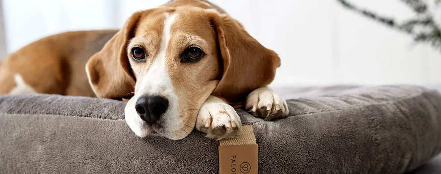Was ist ein ergonomisches Hundebett? PALOPA
