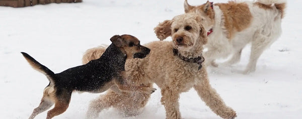 Was solltest du bei Hunden im Winter beachten? PALOPA