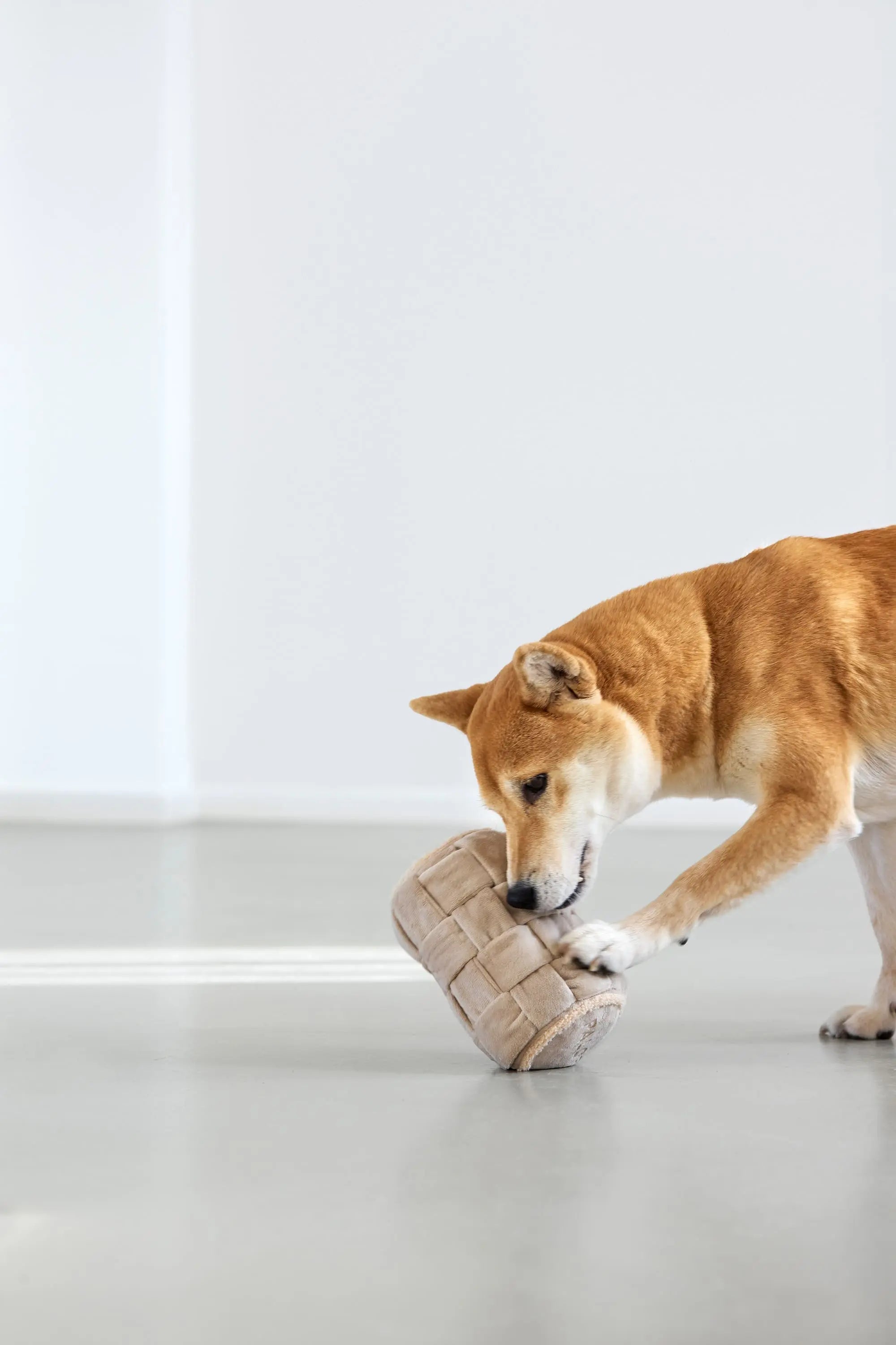 Jouet pour chien - Kalpi, Beige