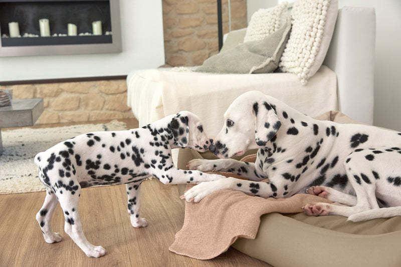 Hundedecke M - Mathilda, Ahorn