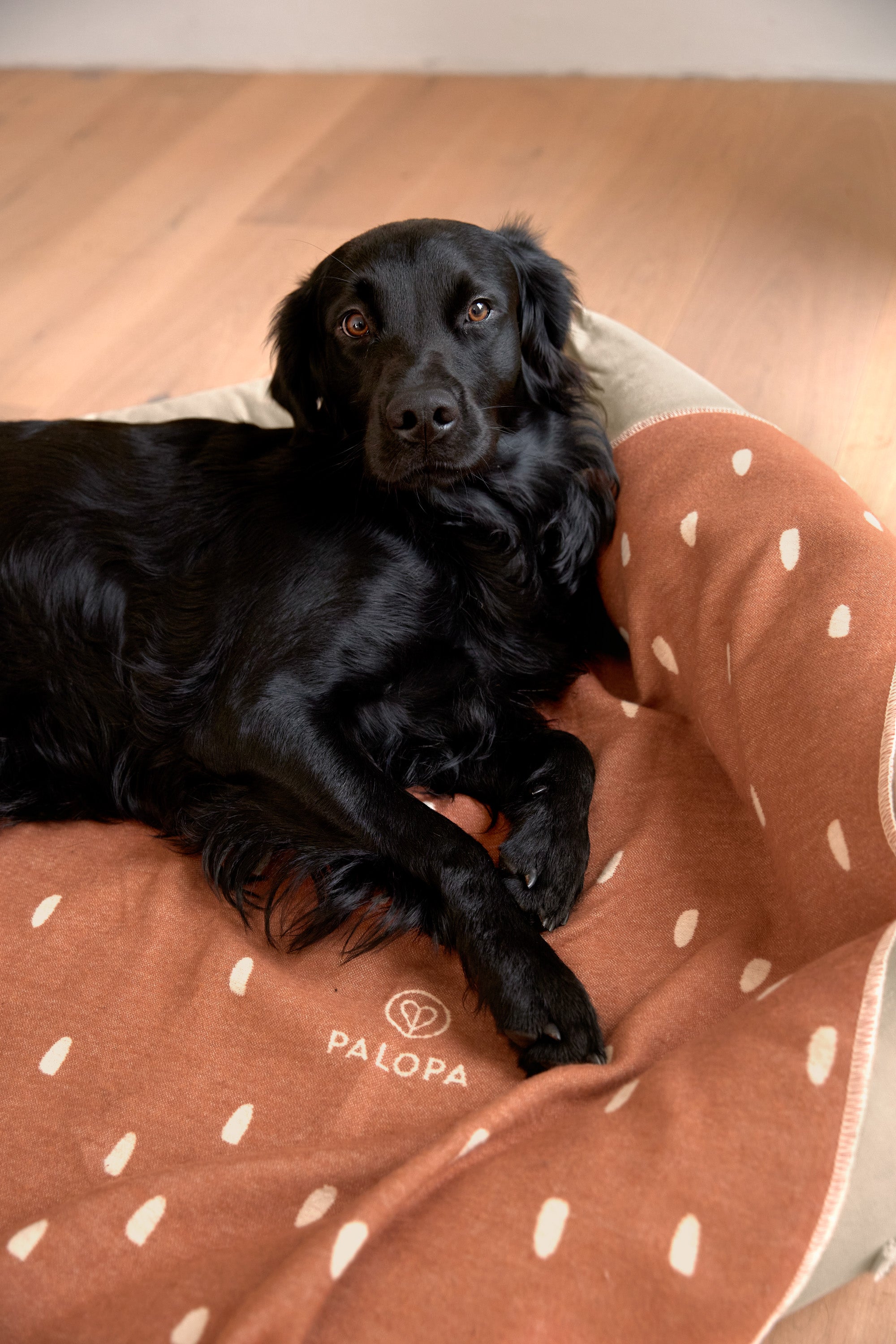Dog blanket M - Ida, dots cinnamon milky