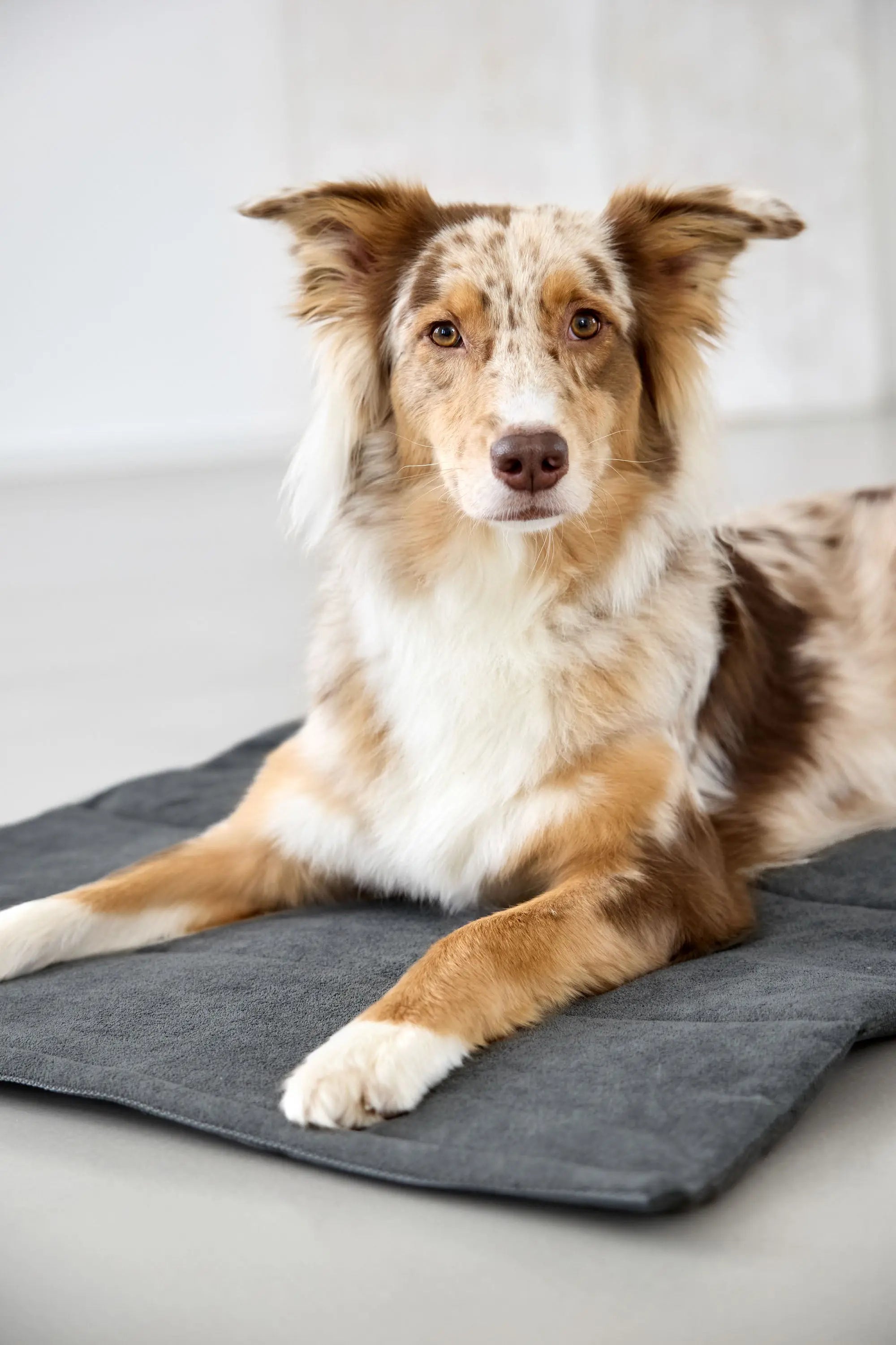 Dog mat - Alma, anthracite