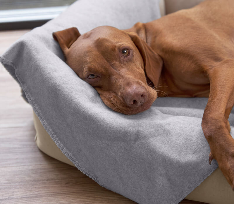 Hund liegt im Hundebett auf Hundedecke