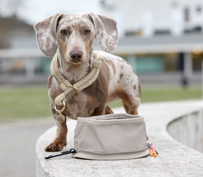Hund in Hundehalsband Mila steht vor einem Reisenapf Tura in der Farbe Taupe