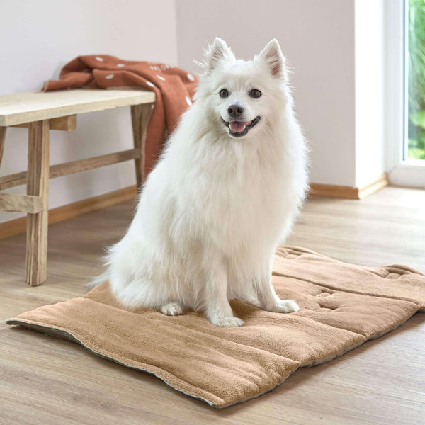 Hund auf Hundematte