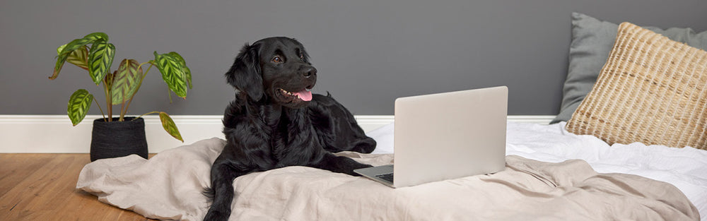Bürohund Franky vor Laptop
