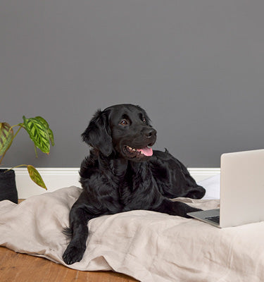 Bürohund Franky vor Laptop
