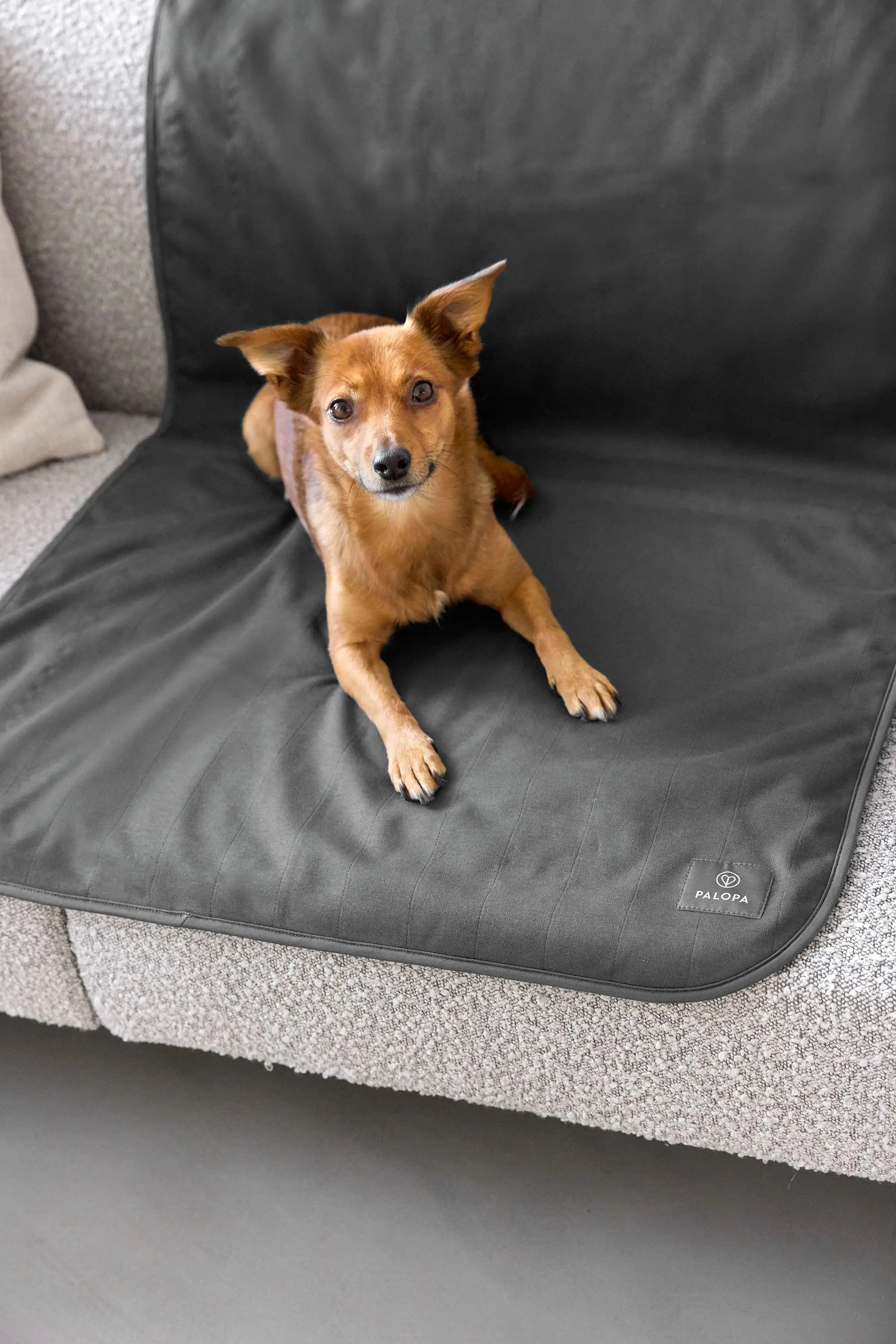 Hunde Schmutzfangmatte - Benti, Anthrazit PALOPA