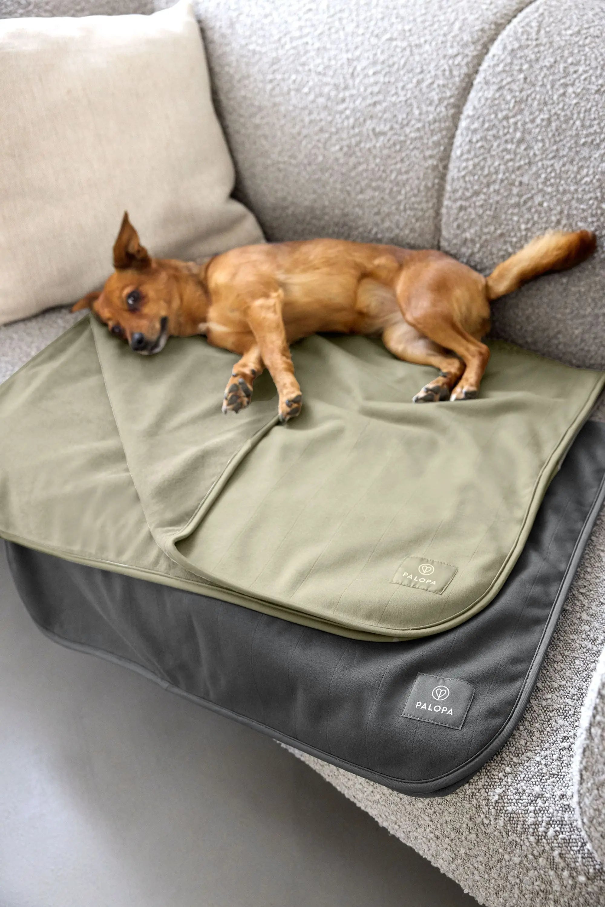 Hunde Schmutzfangmatte - Benti, Grün PALOPA