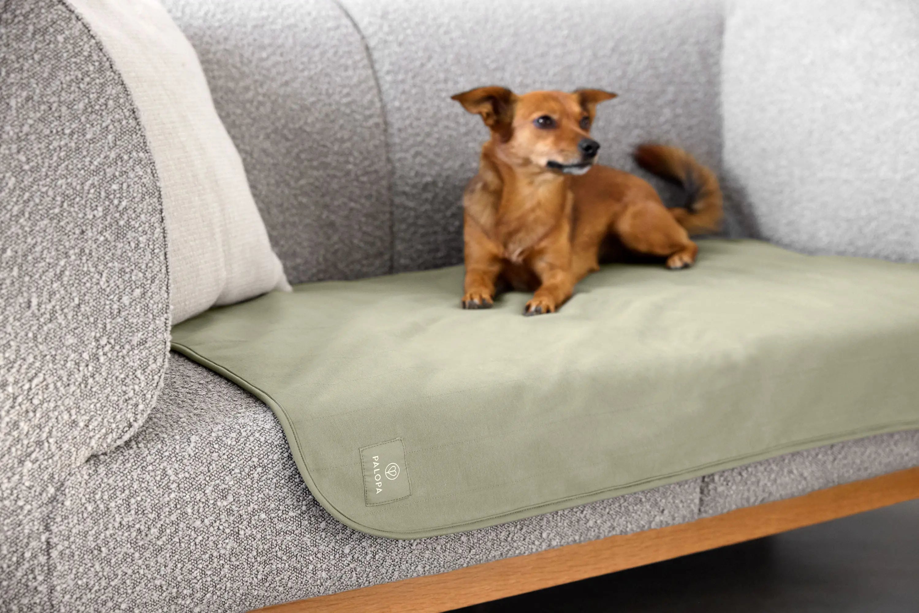 Hunde Schmutzfangmatte - Benti, Grün PALOPA