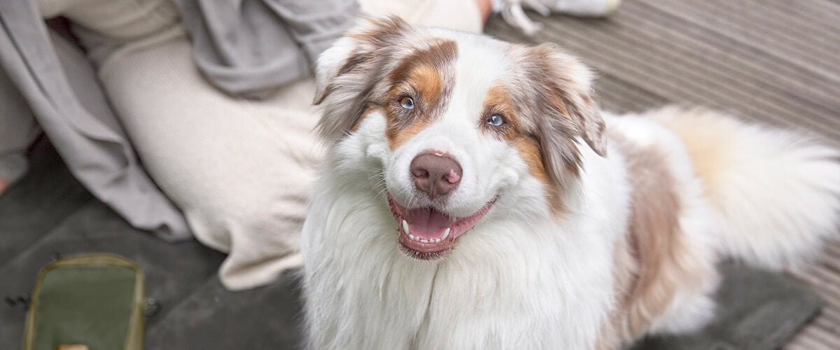 Hund