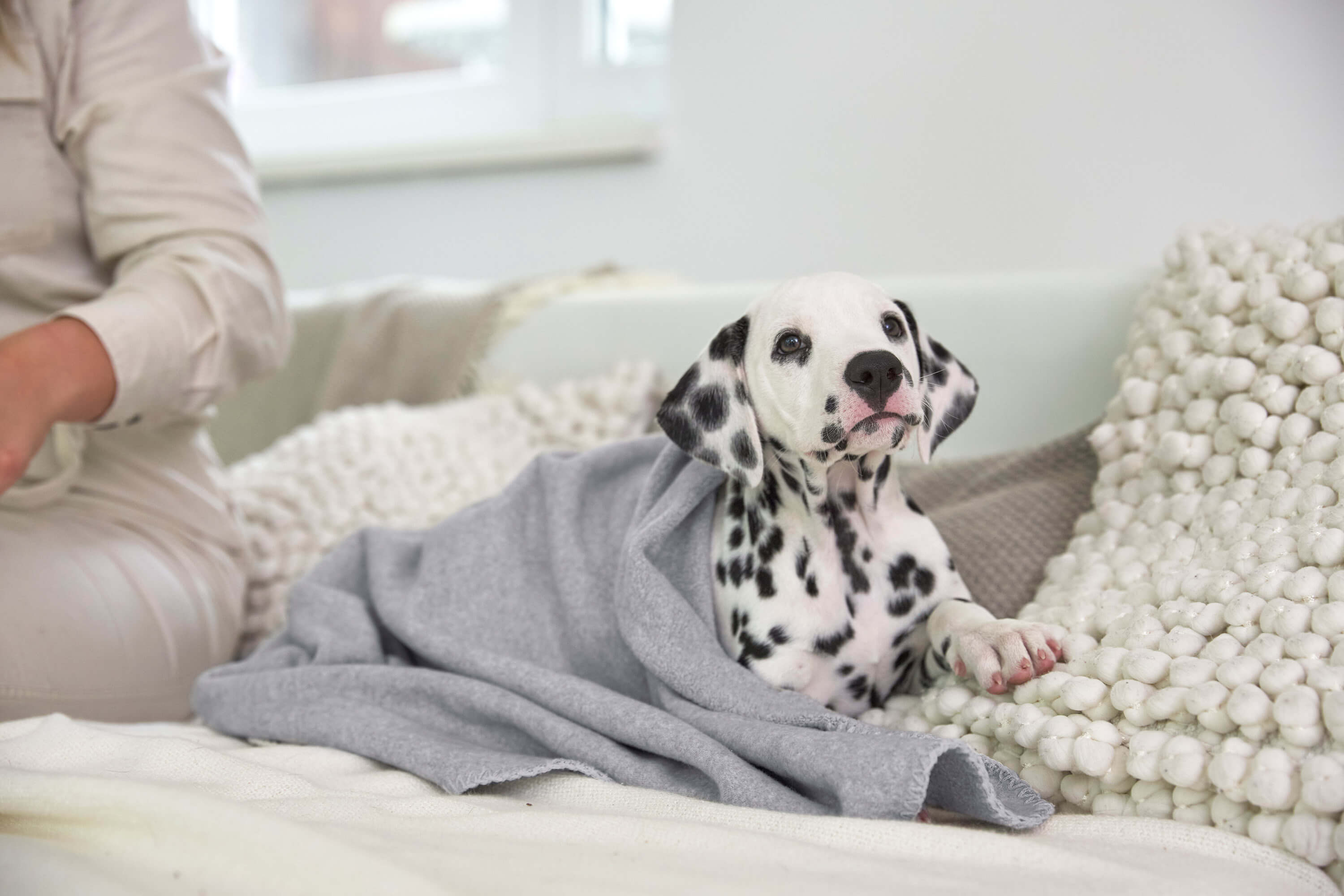 Hundedecken zum Mitnehmen - pflegeleicht waschbar blau fleece - PALOPA 